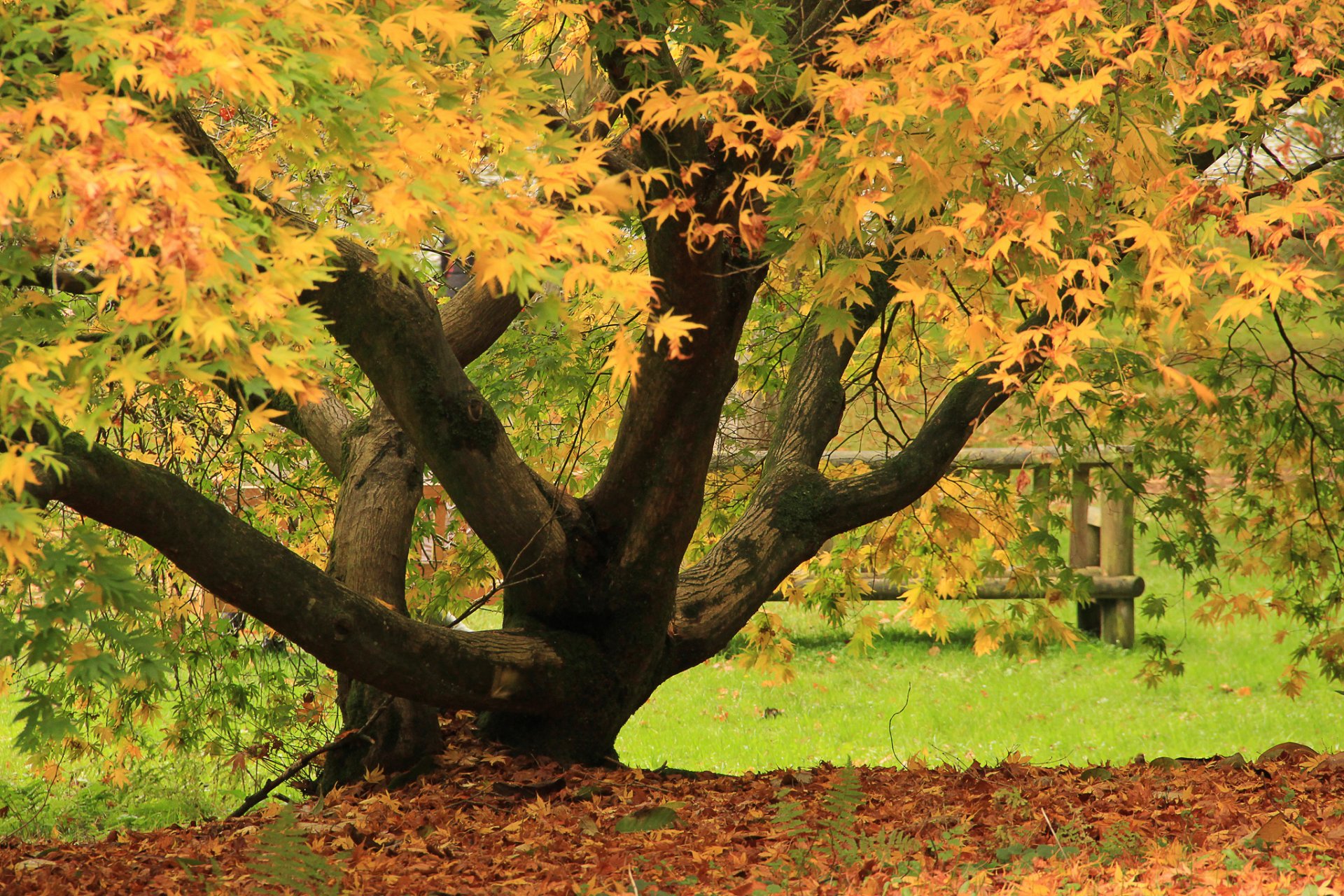 baum herbst blätter