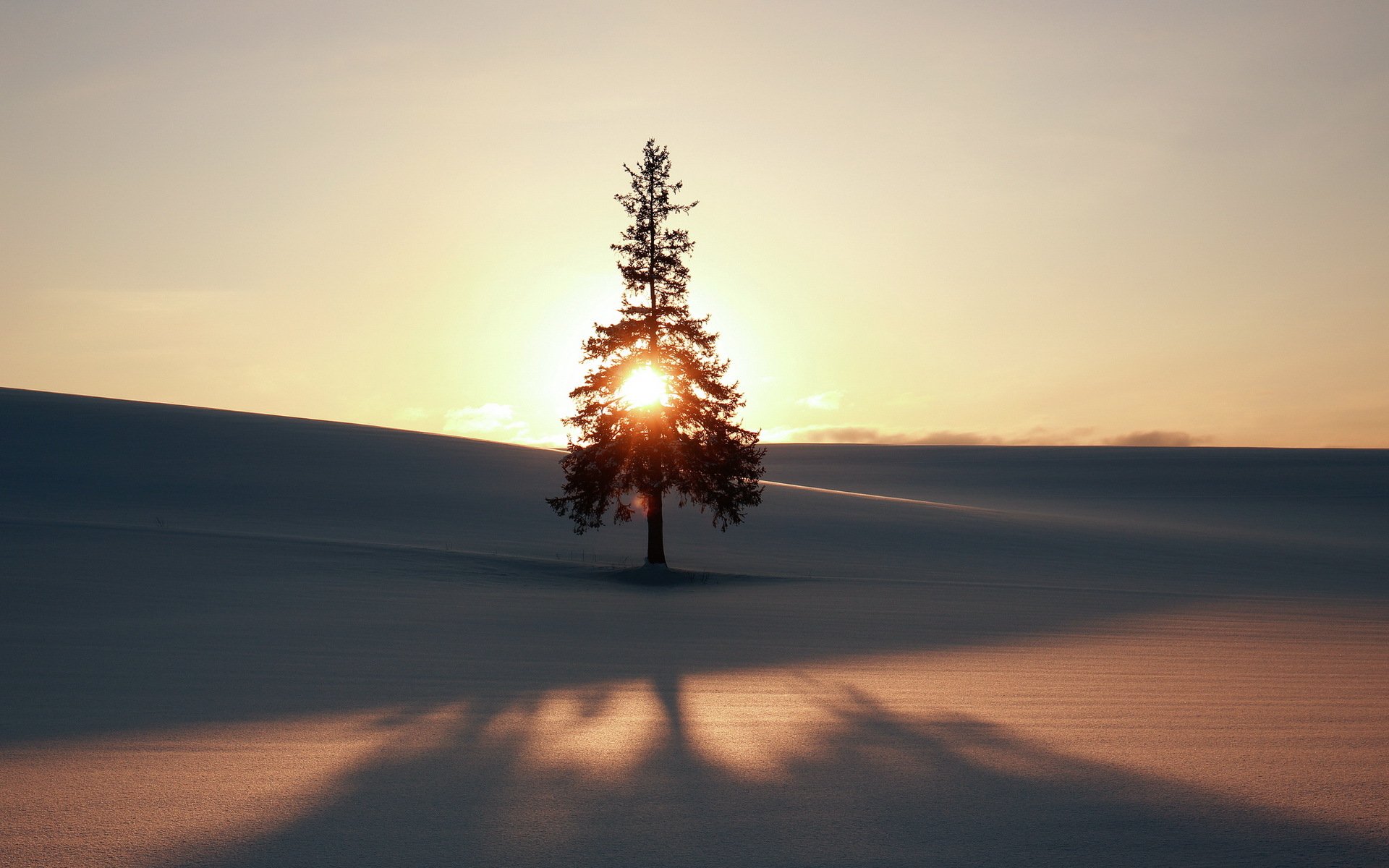 inverno albero campo paesaggio