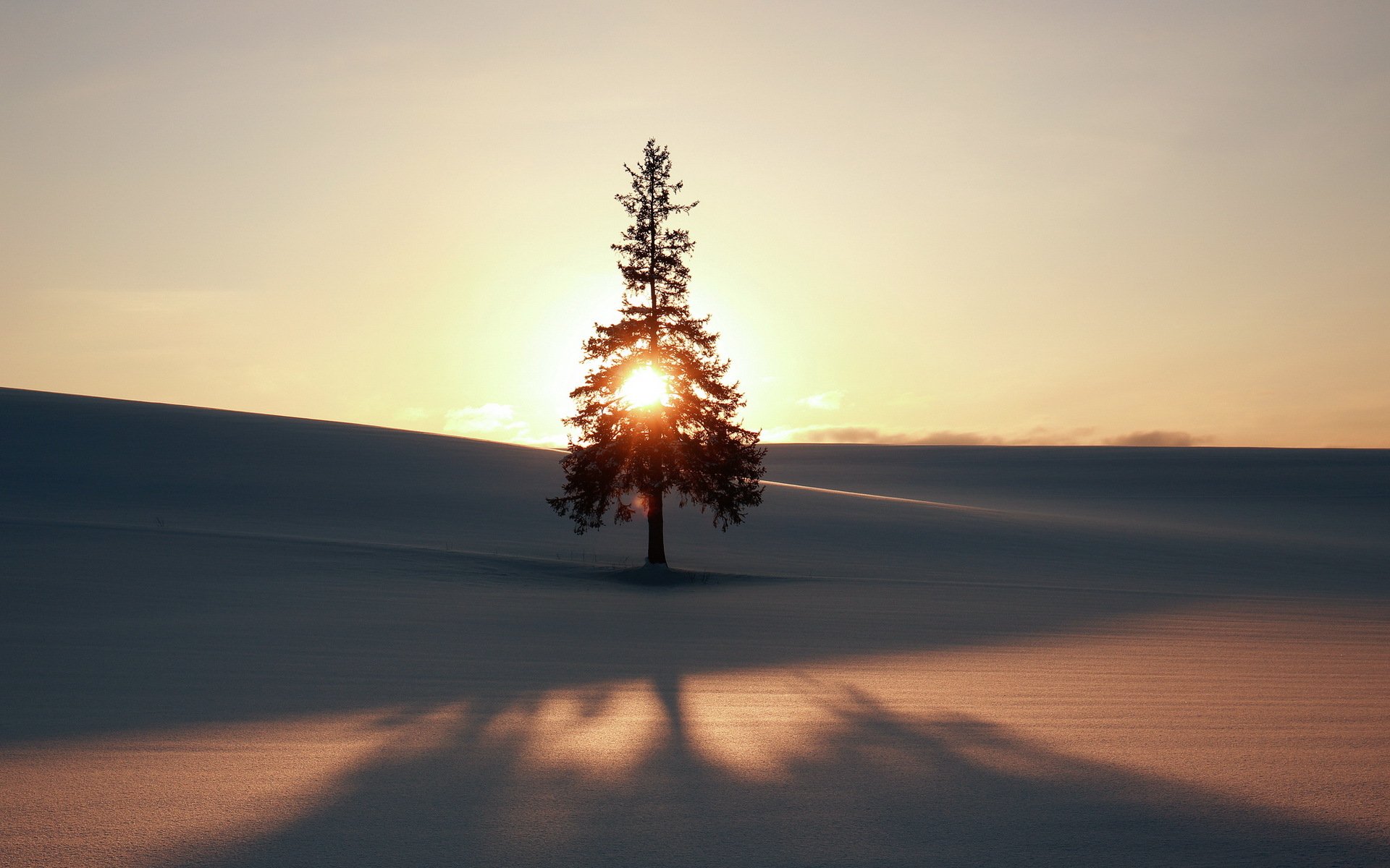 hiver arbre champ paysage