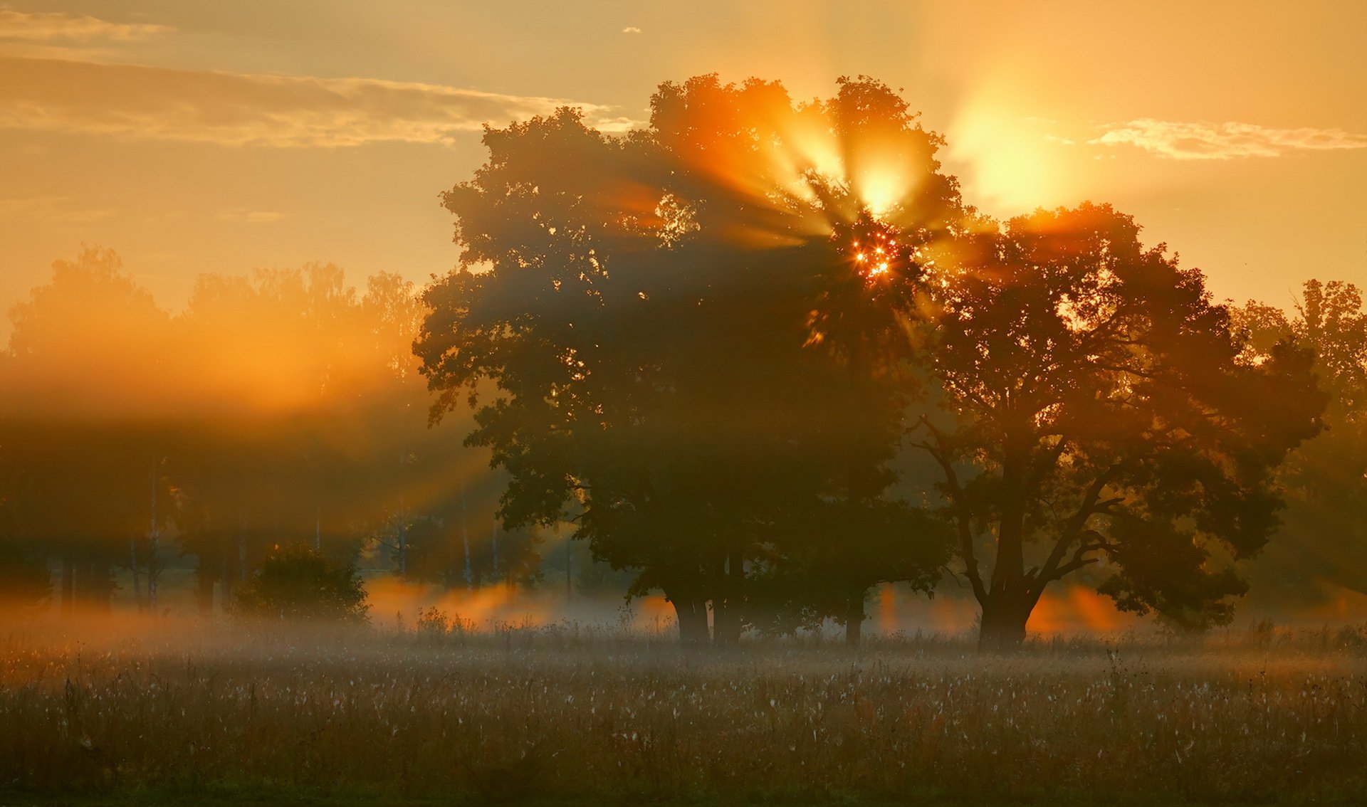 morning the field fog tree light nature