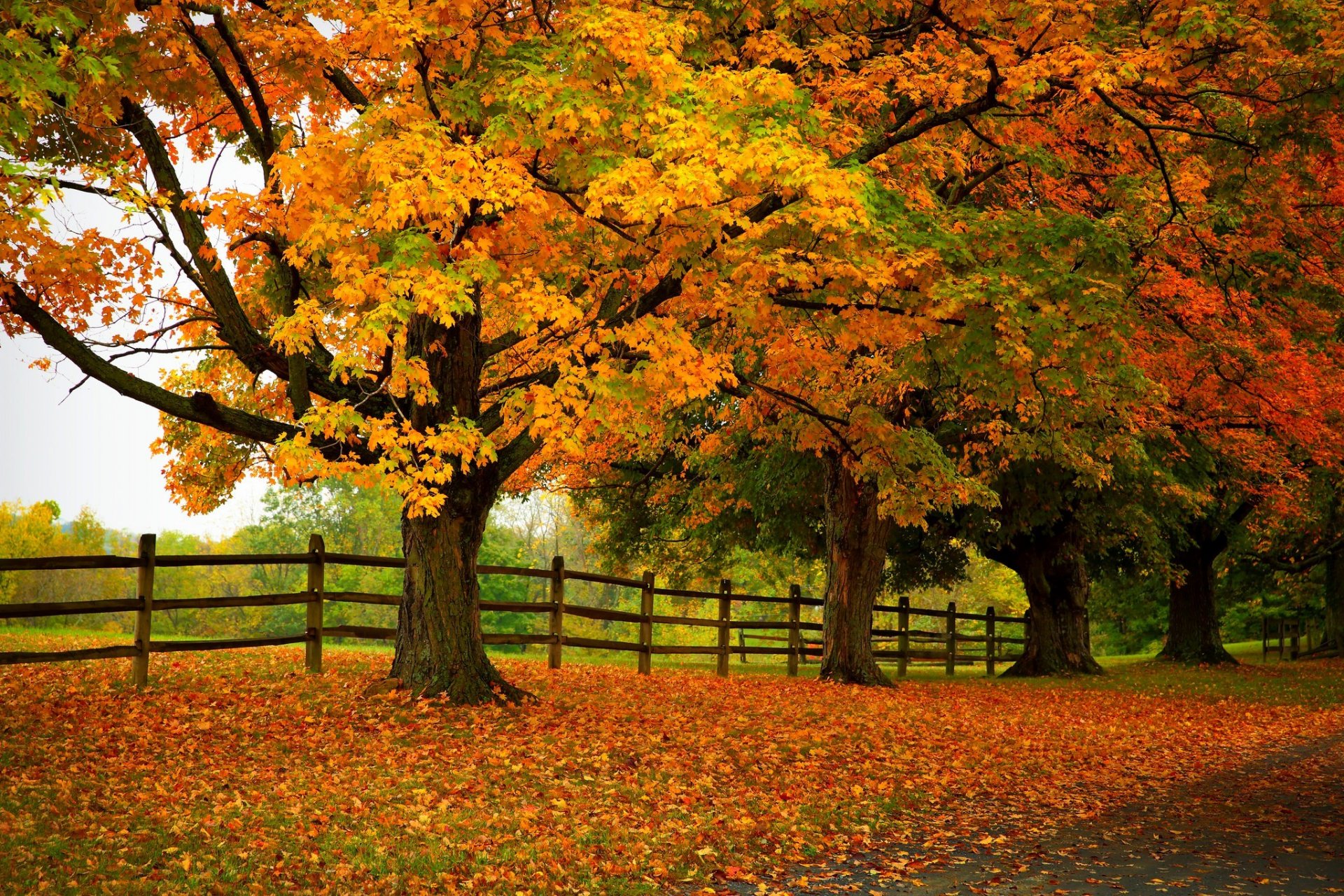 natura foresta parco alberi foglie colorato strada autunno caduta colori passeggiata