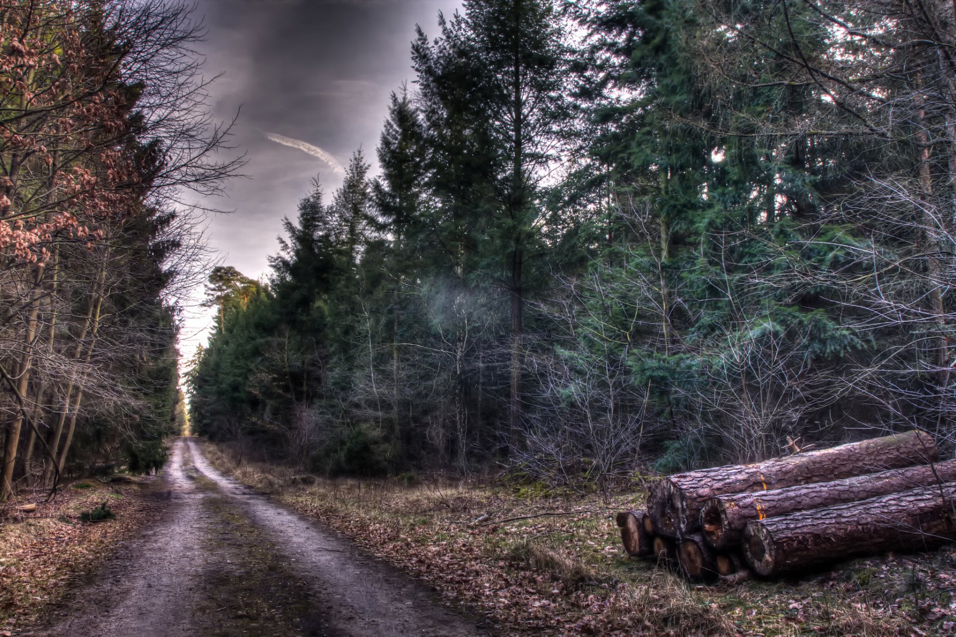 forest autumn tree road gauge log nature hdr