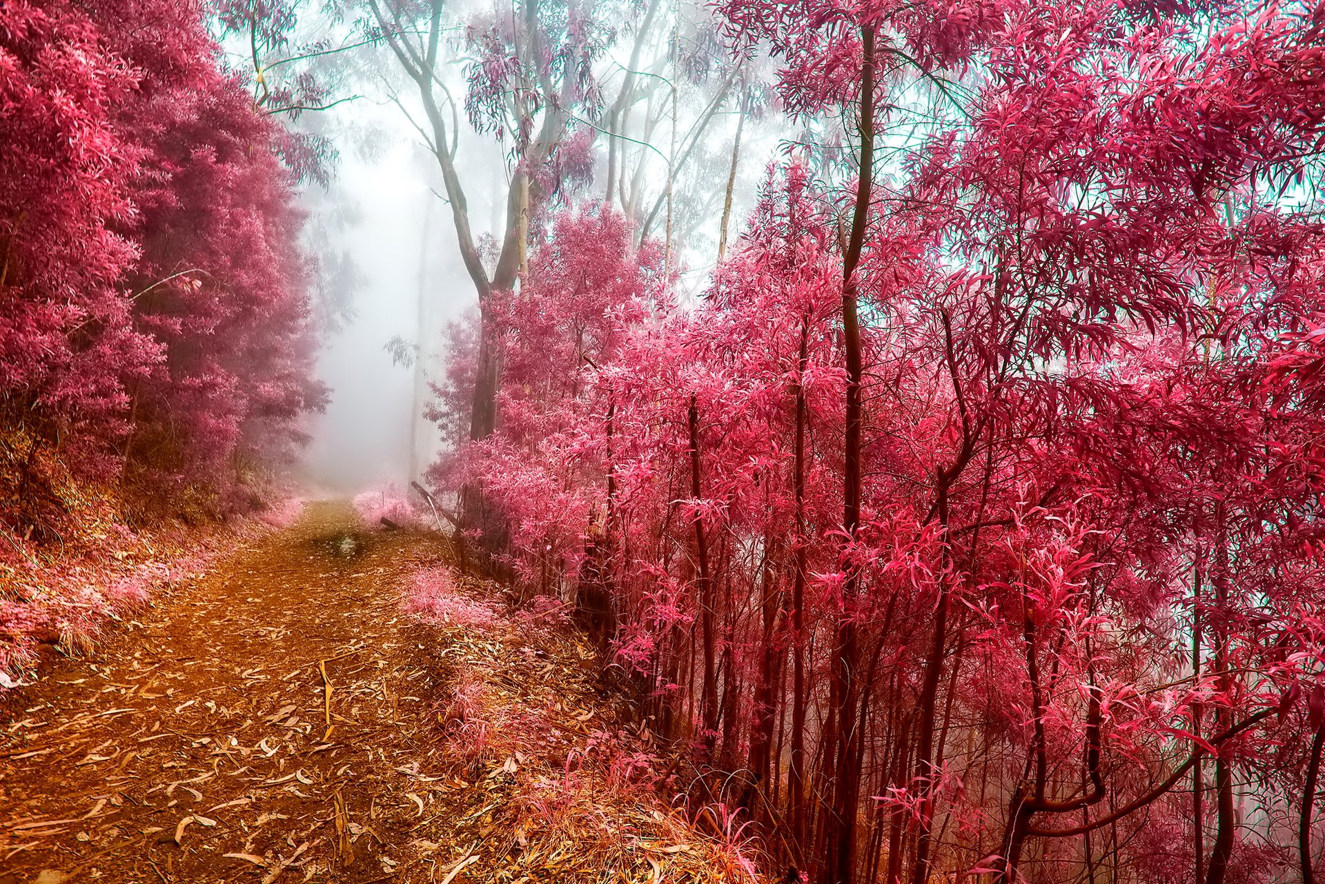 bosque mañana niebla camino árboles escarcha otoño