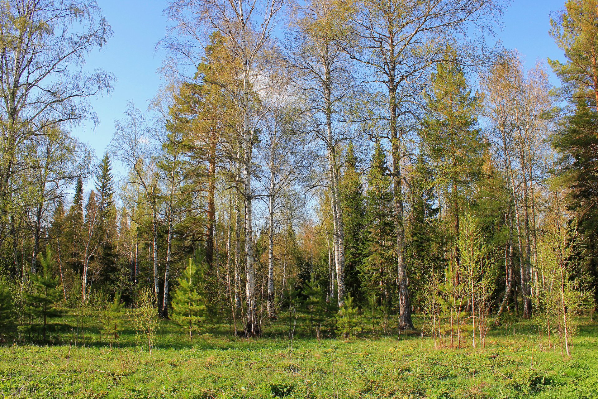 cielo foresta alberi erba