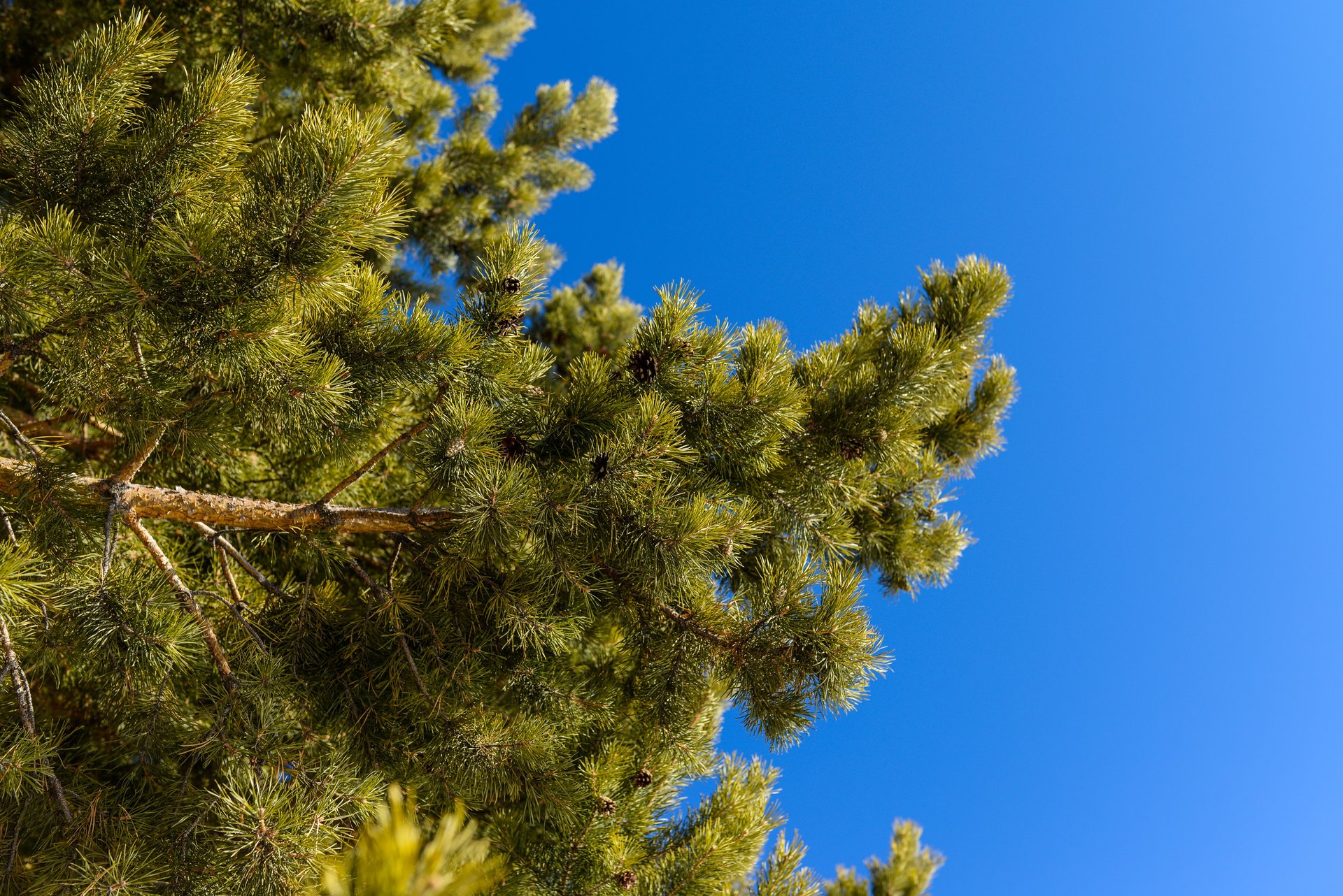 natur fichte kiefer nadeln zweige himmel