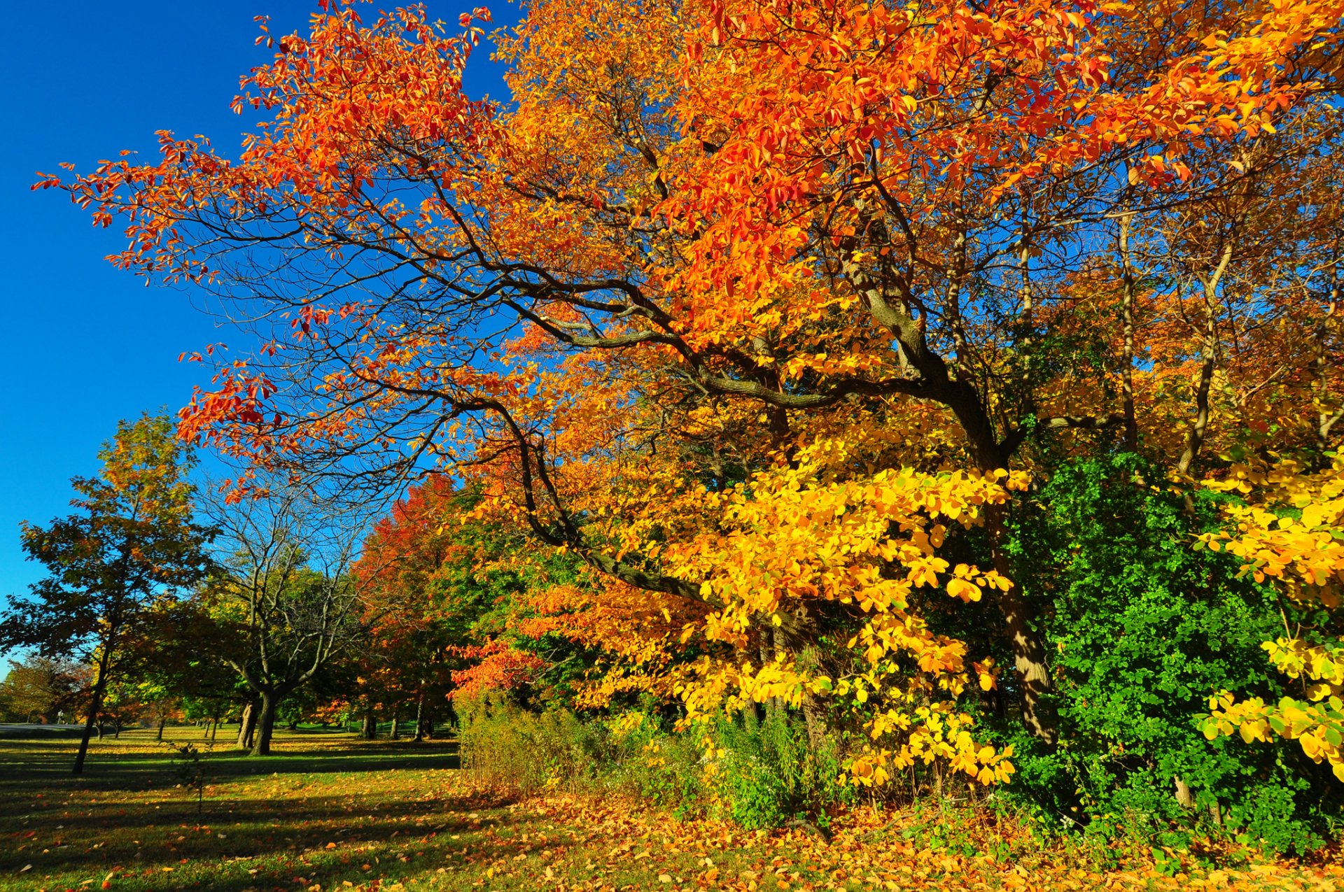 cielo bosque parque árboles hierba hojas otoño