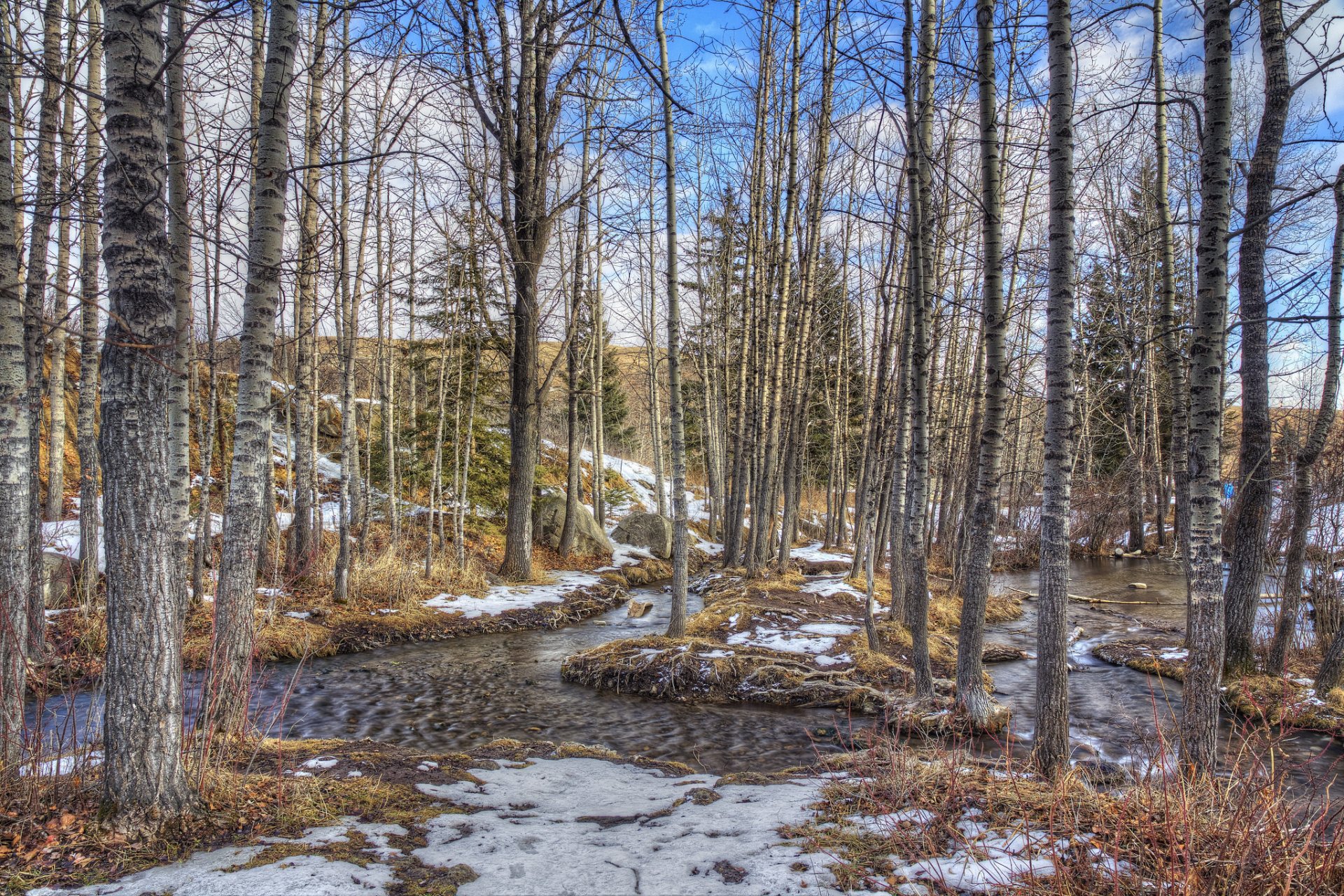 bosque arroyo primavera cielo árboles nieve