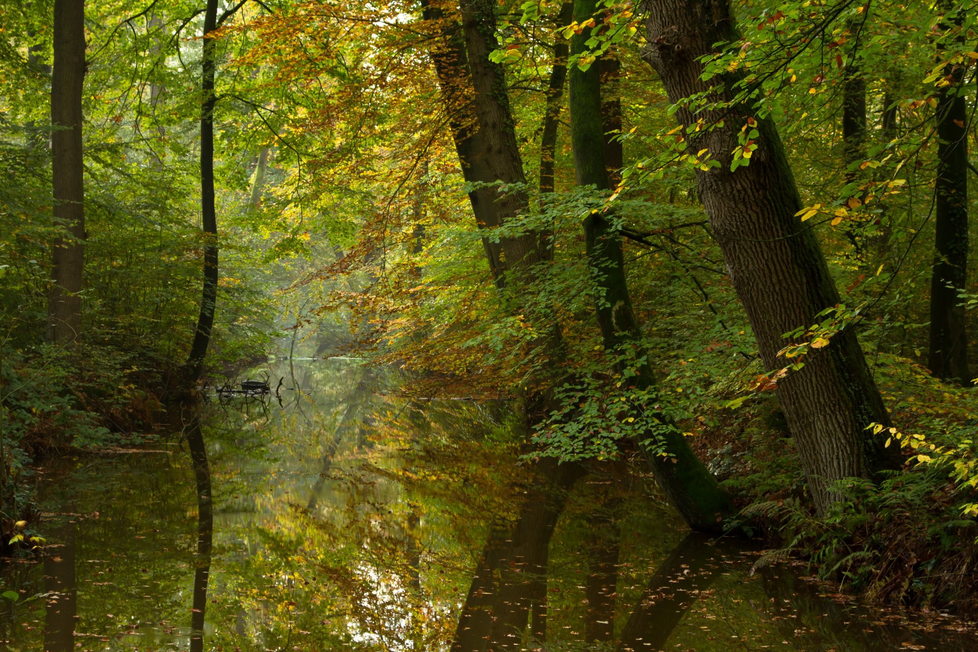 otoño bosque río tranquilidad