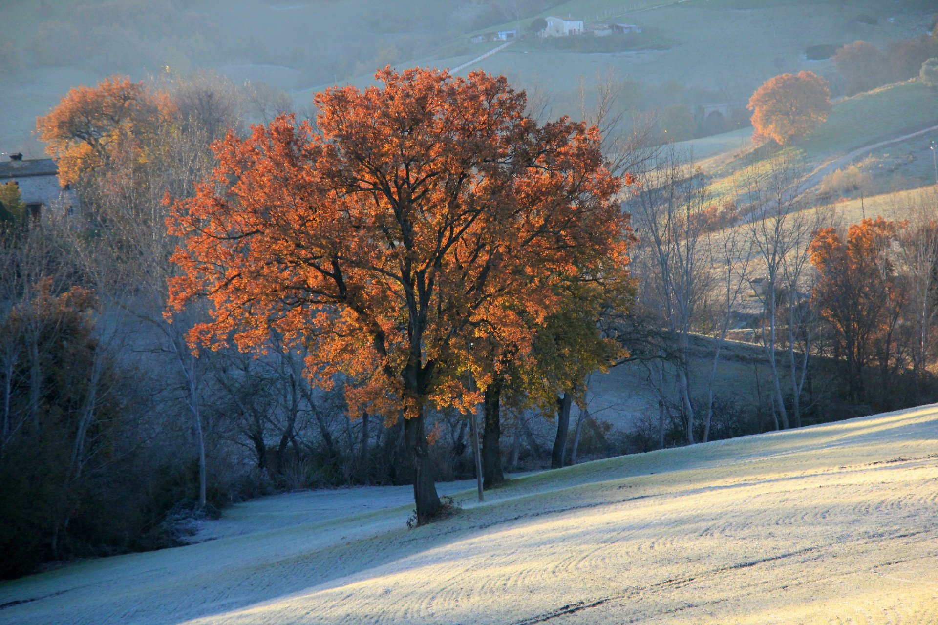 berge hügel felder bäume herbst schnee dunst