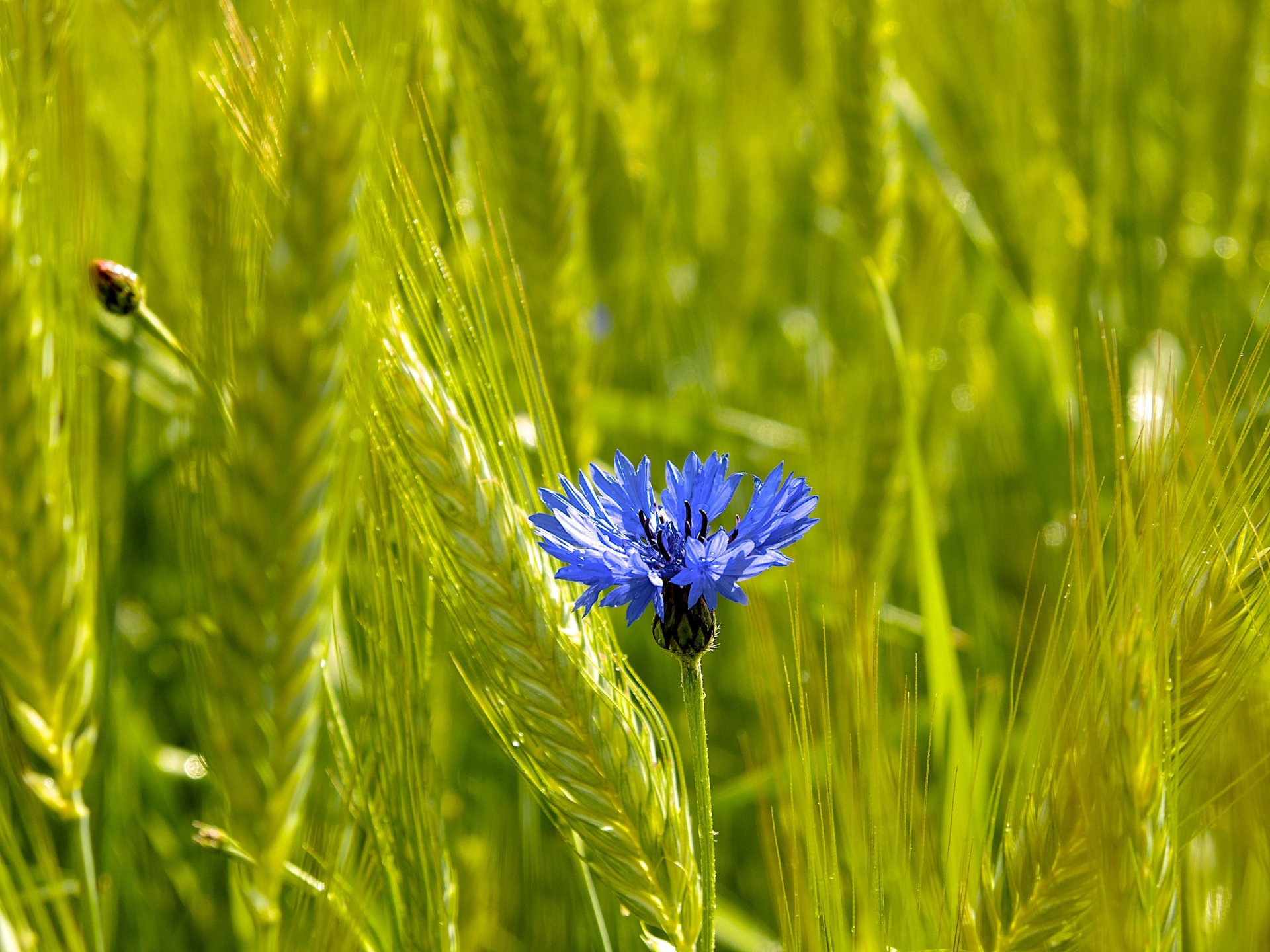 campo espigas espiga flor