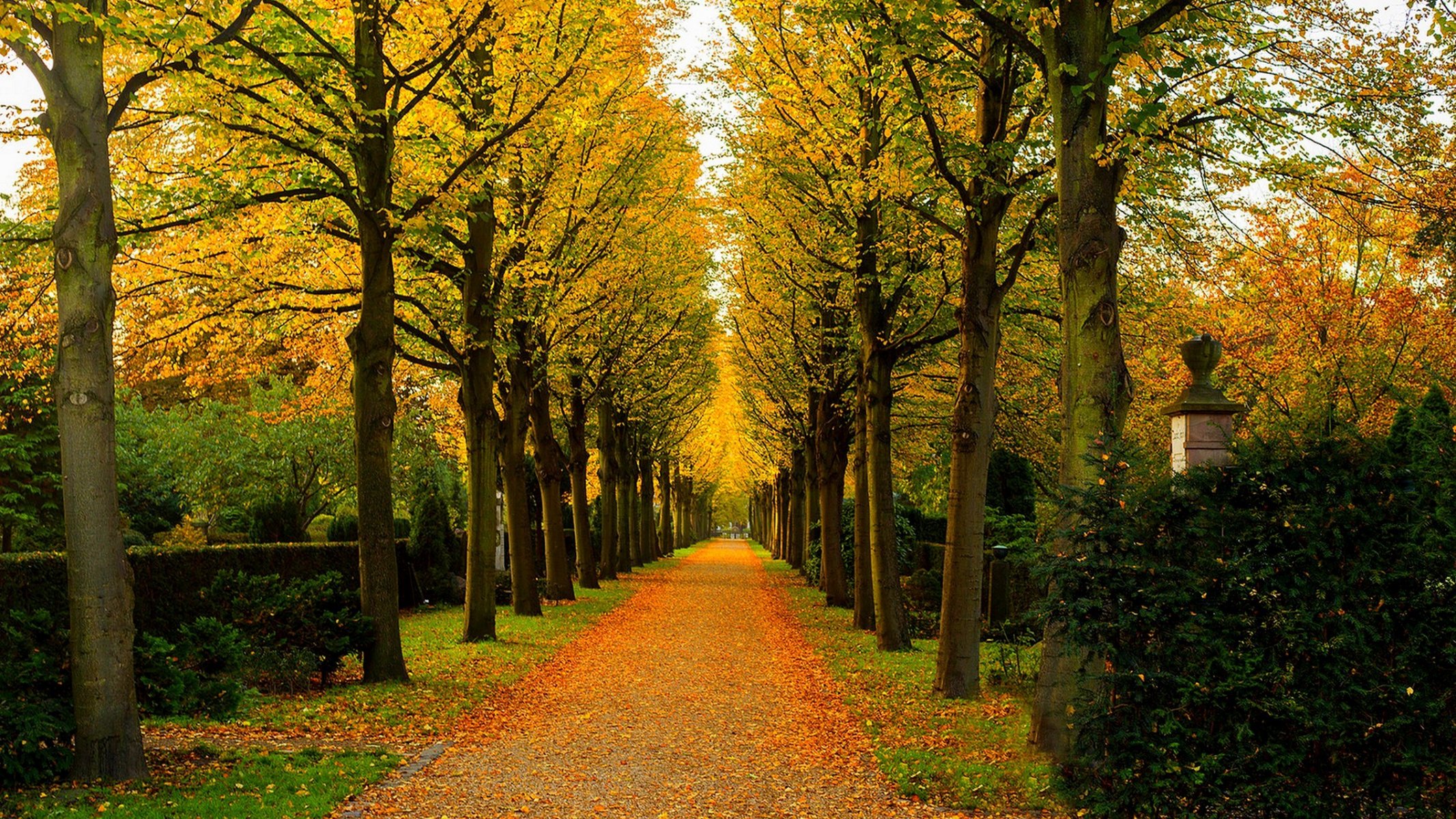 nature forest park trees leaves colorful road autumn fall colors walk