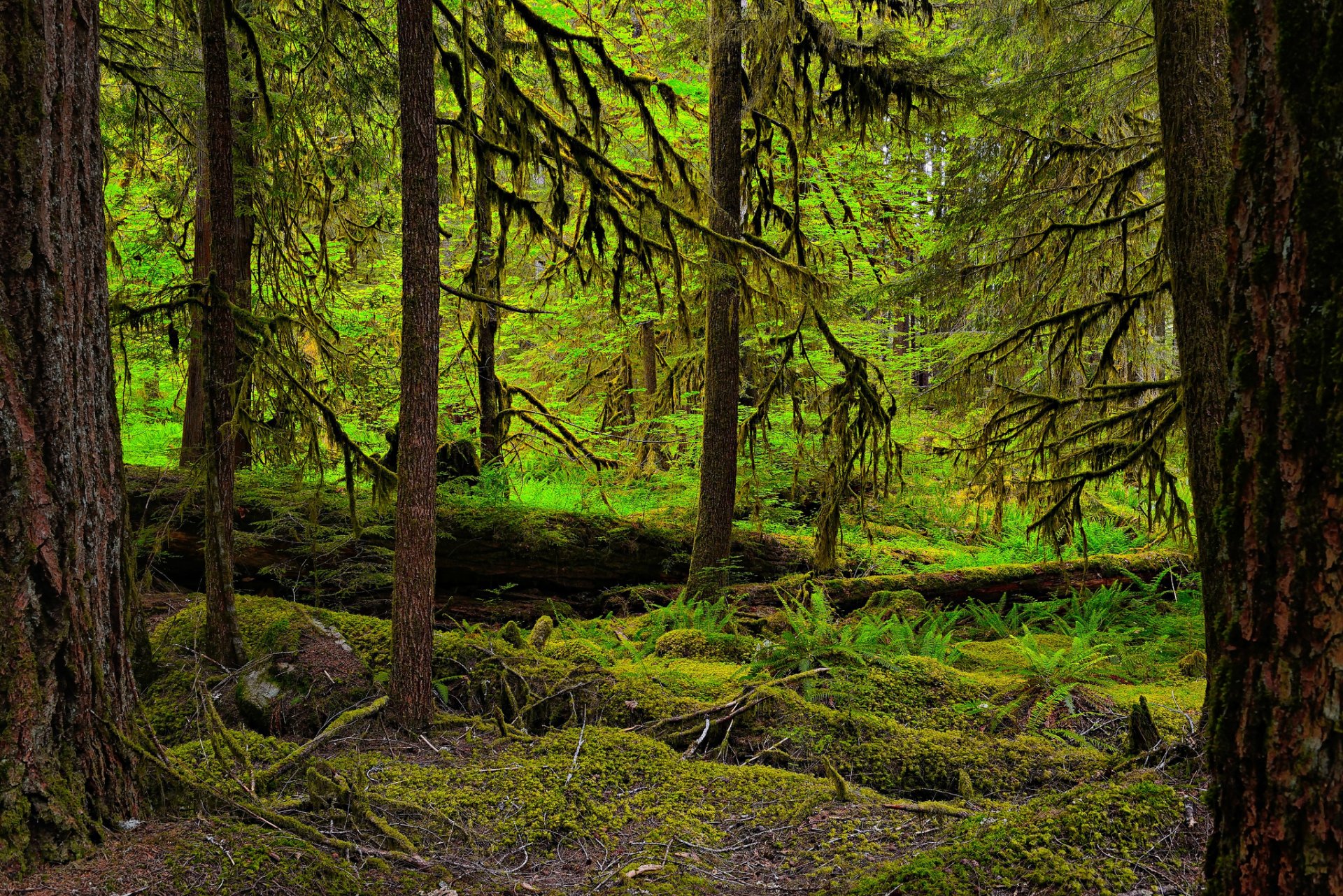 bosque árboles matorrales musgo