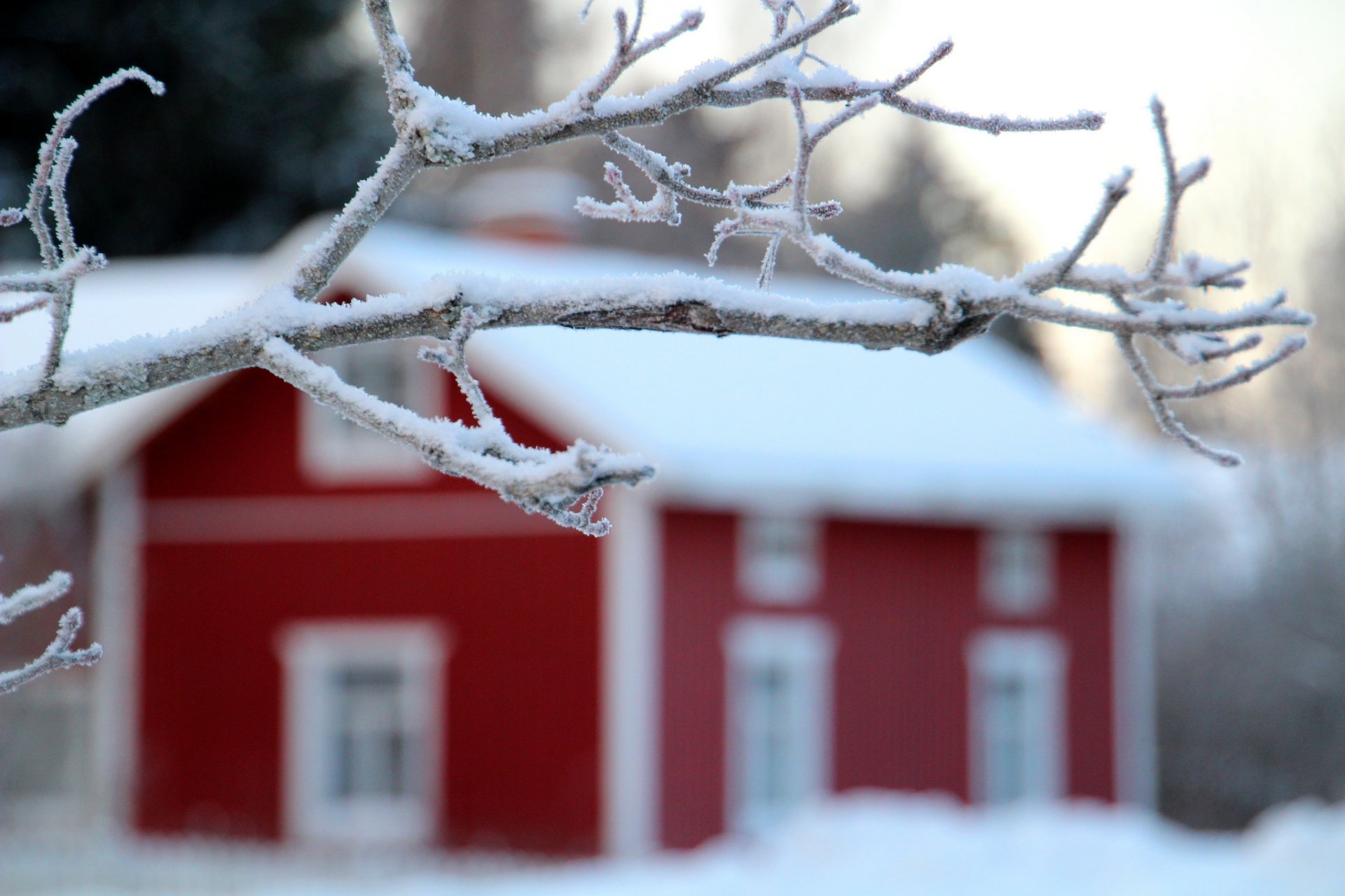 natura casa albero inverno neve paesaggio