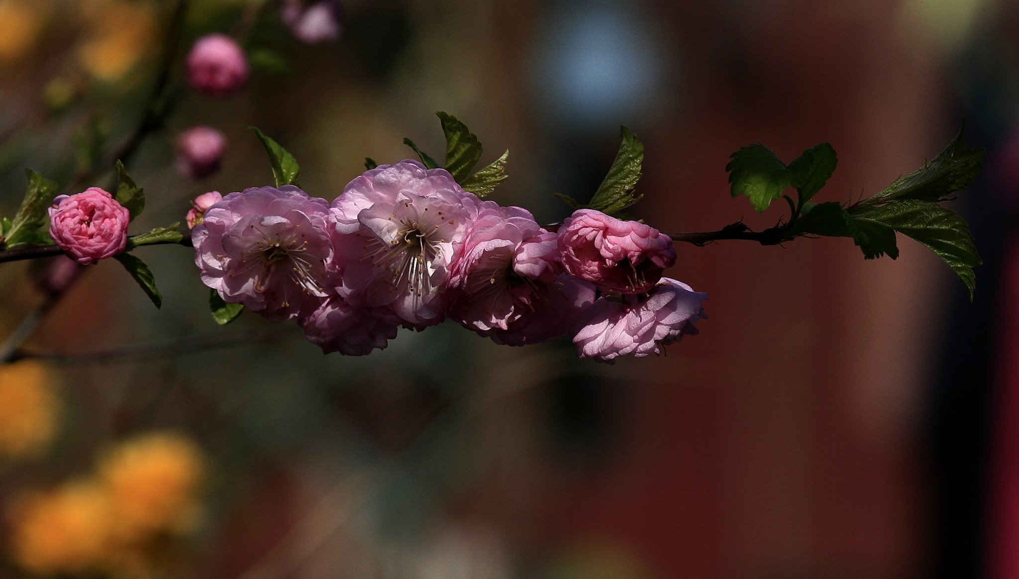 rama hojas flores rosa primavera floración