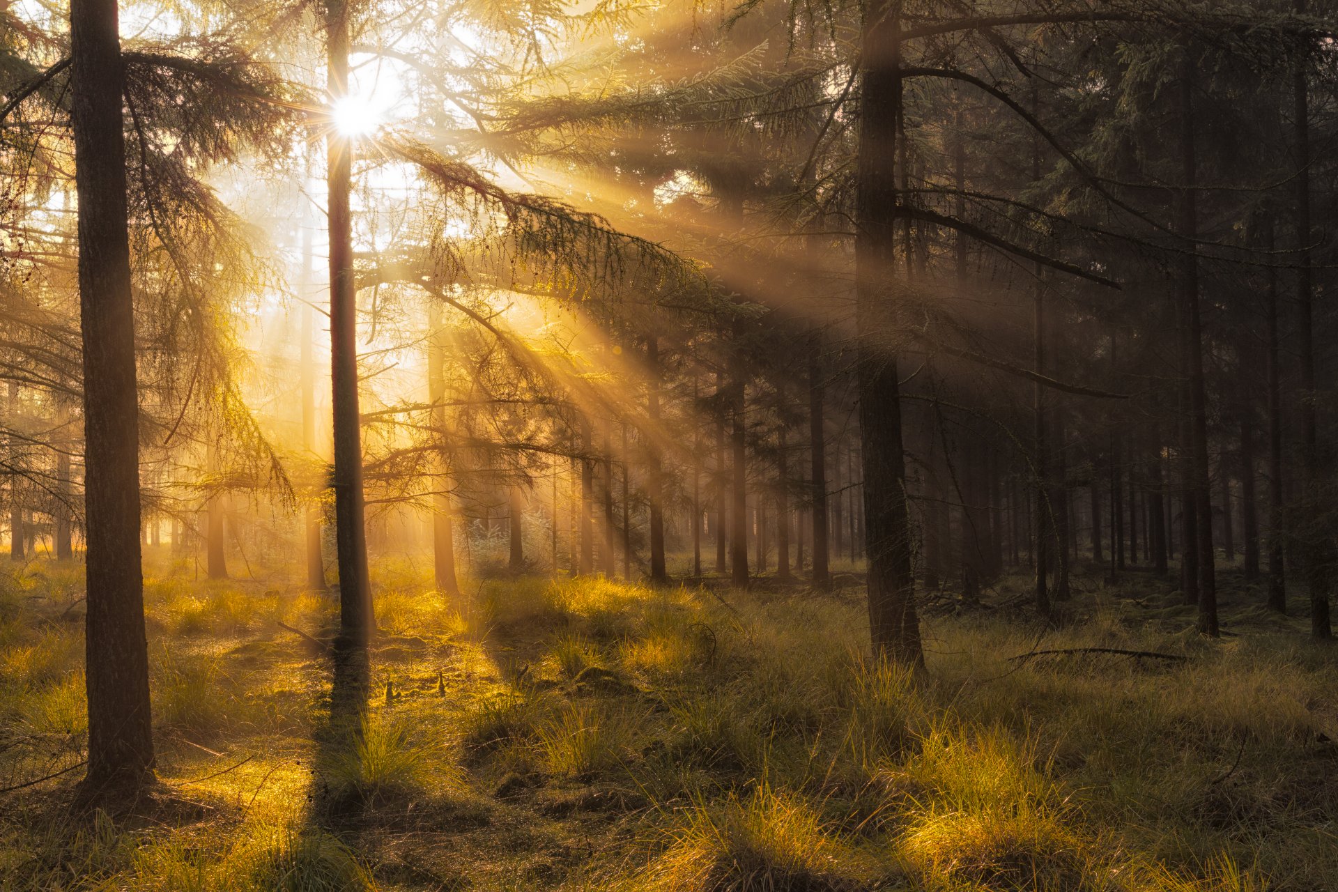 niederlande provinz drenthe dwingelderveld-nationalpark wald herbst oktober licht sonne strahlen