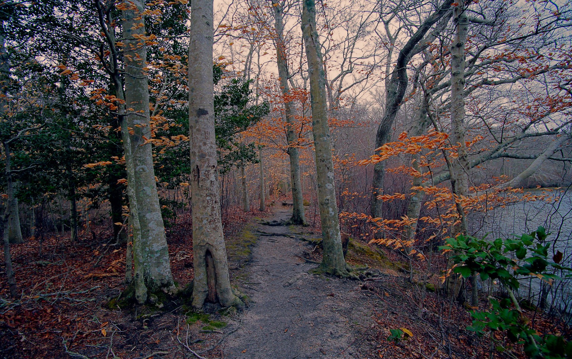 forest tree path lake autumn