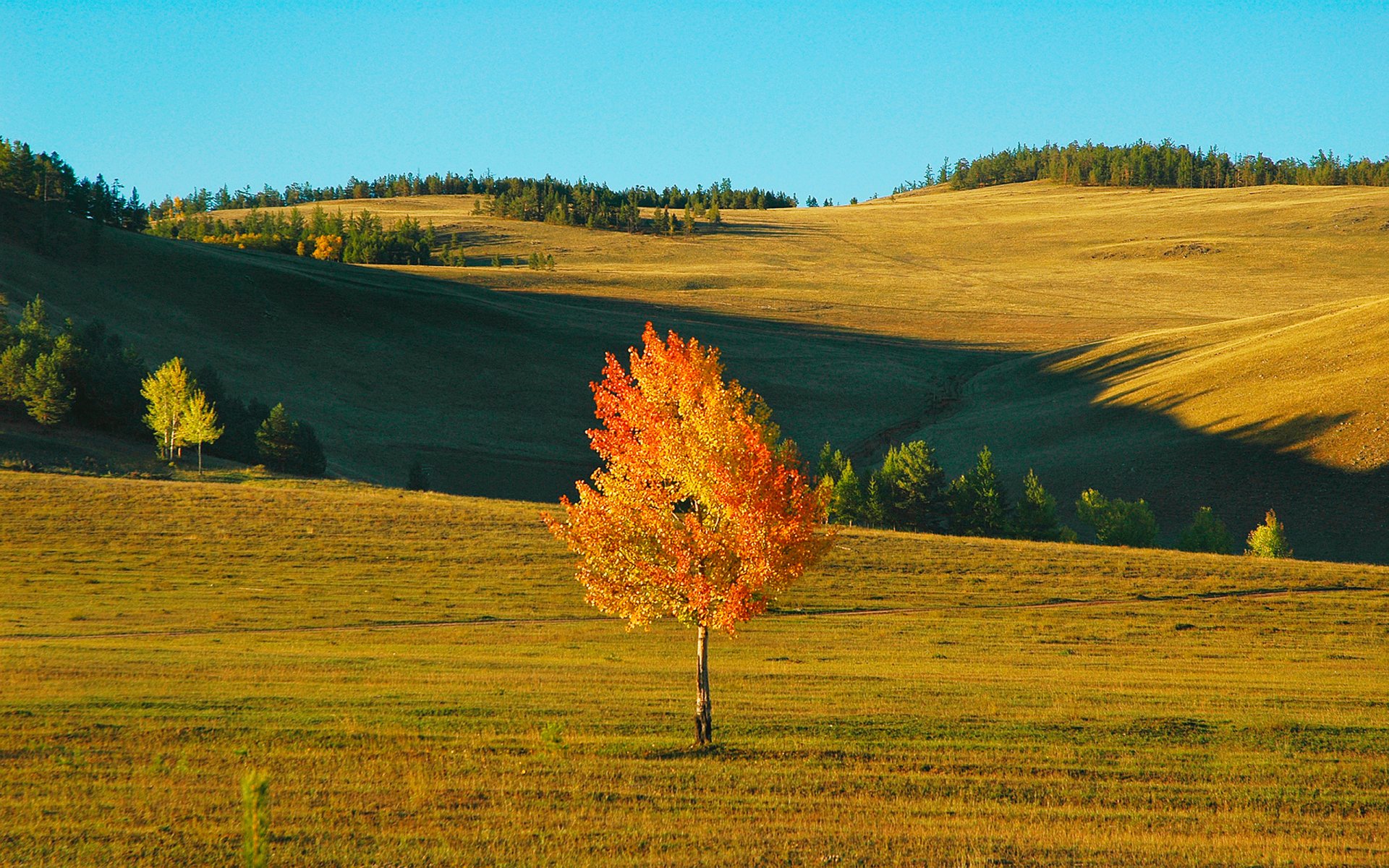 autumn sky the field tree wind hills landscape