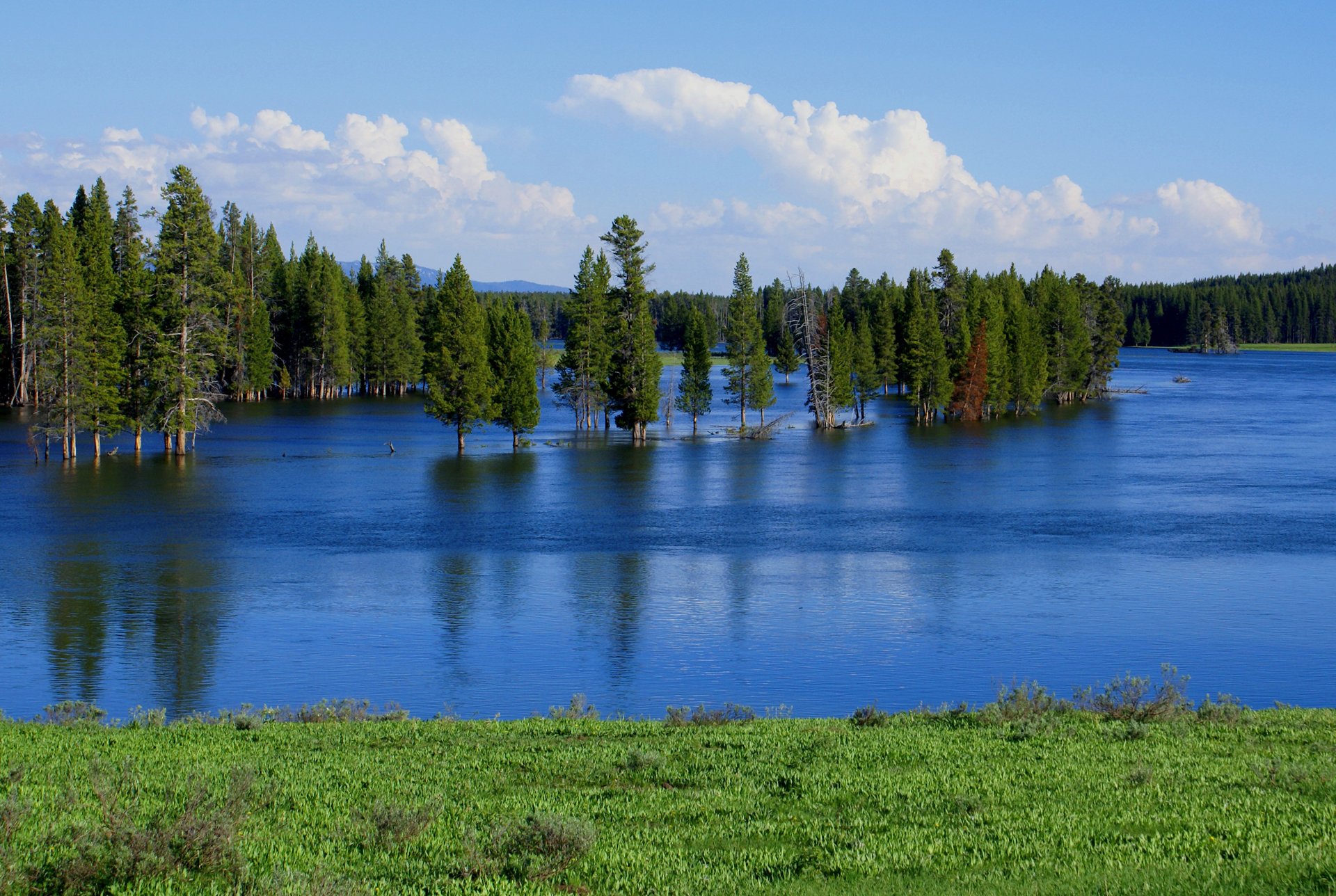 cielo foresta alberi fiume lago inondazione primavera inondazione