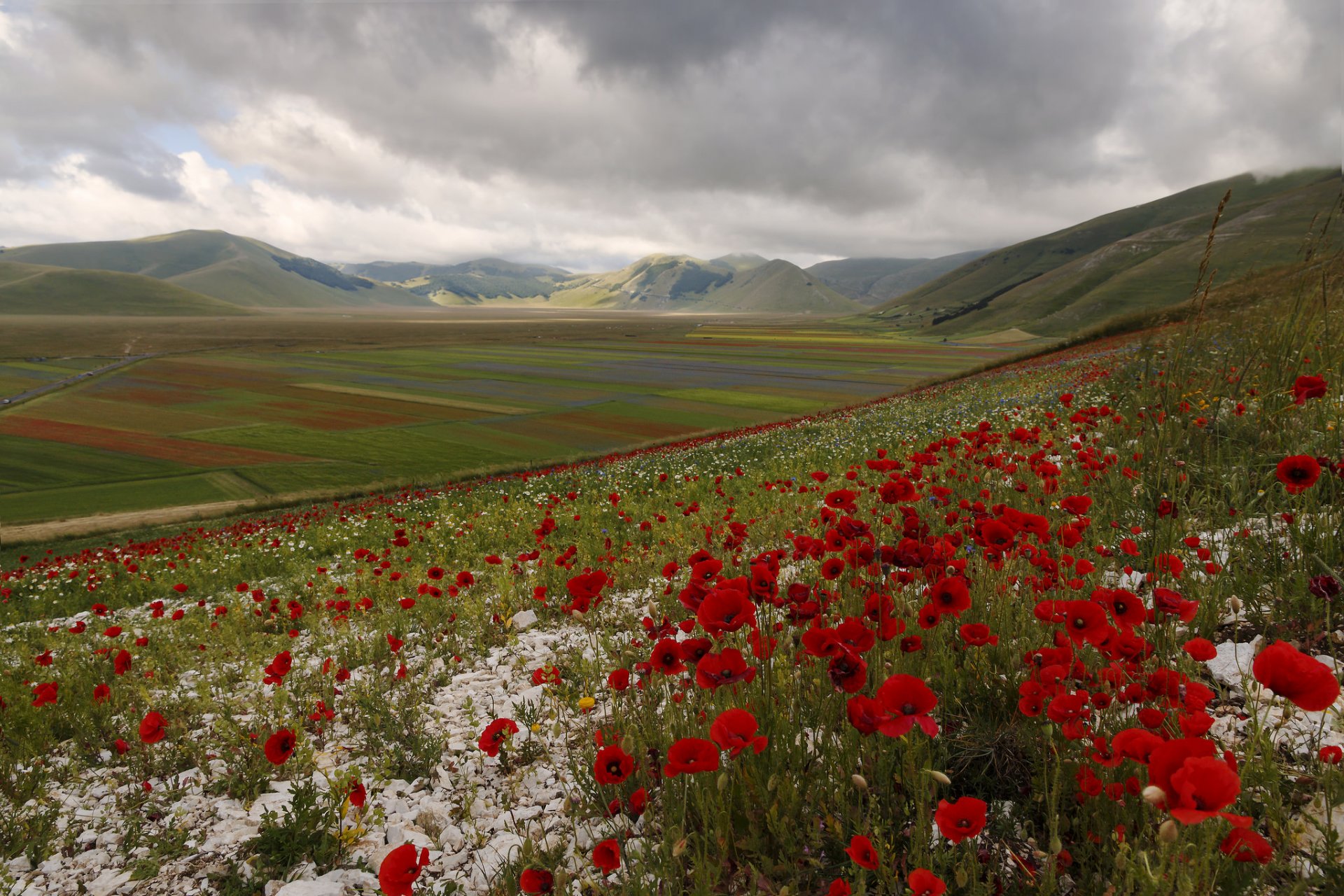 italie montagnes collines champ pré fleurs coquelicots