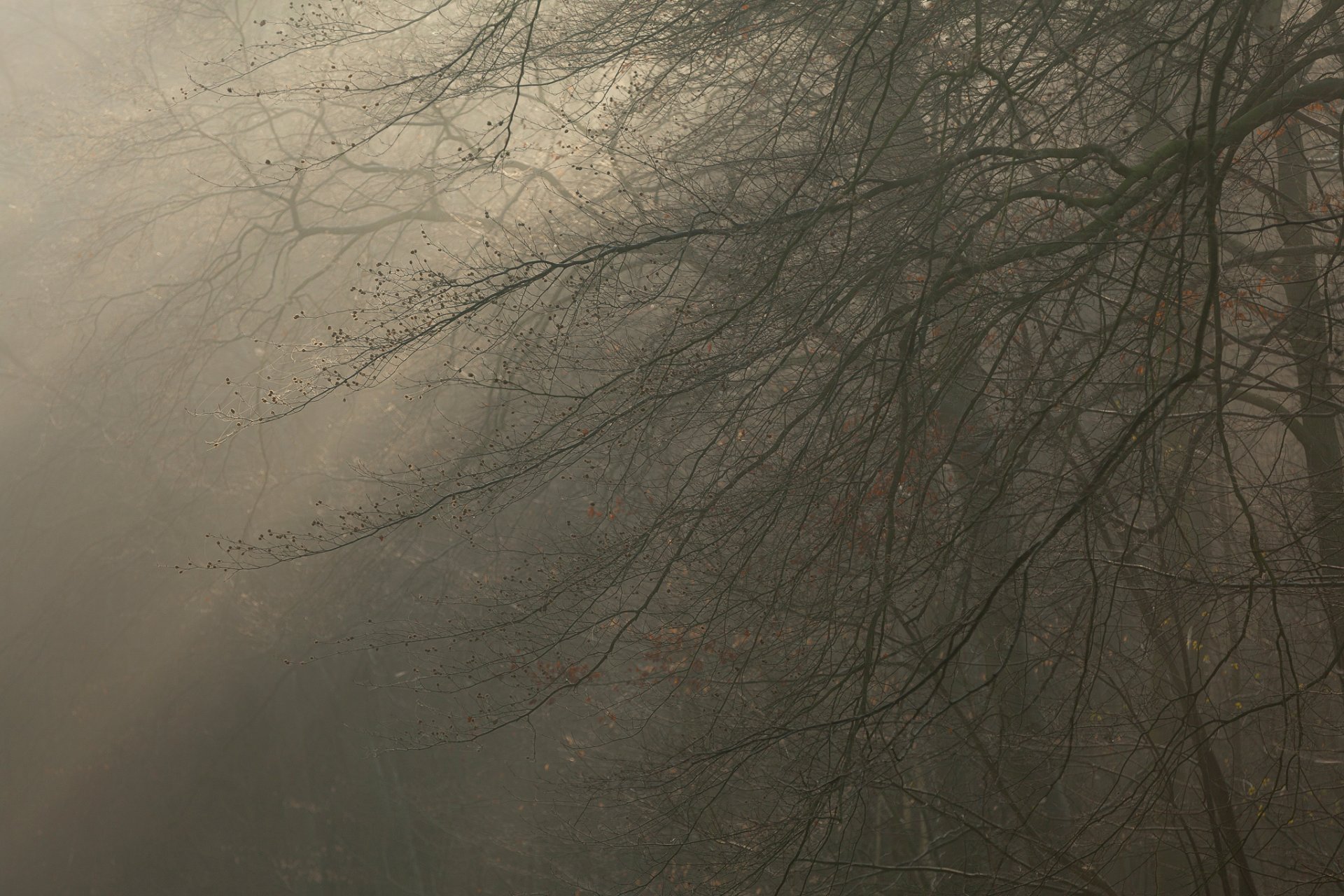 alberi nebbia rami