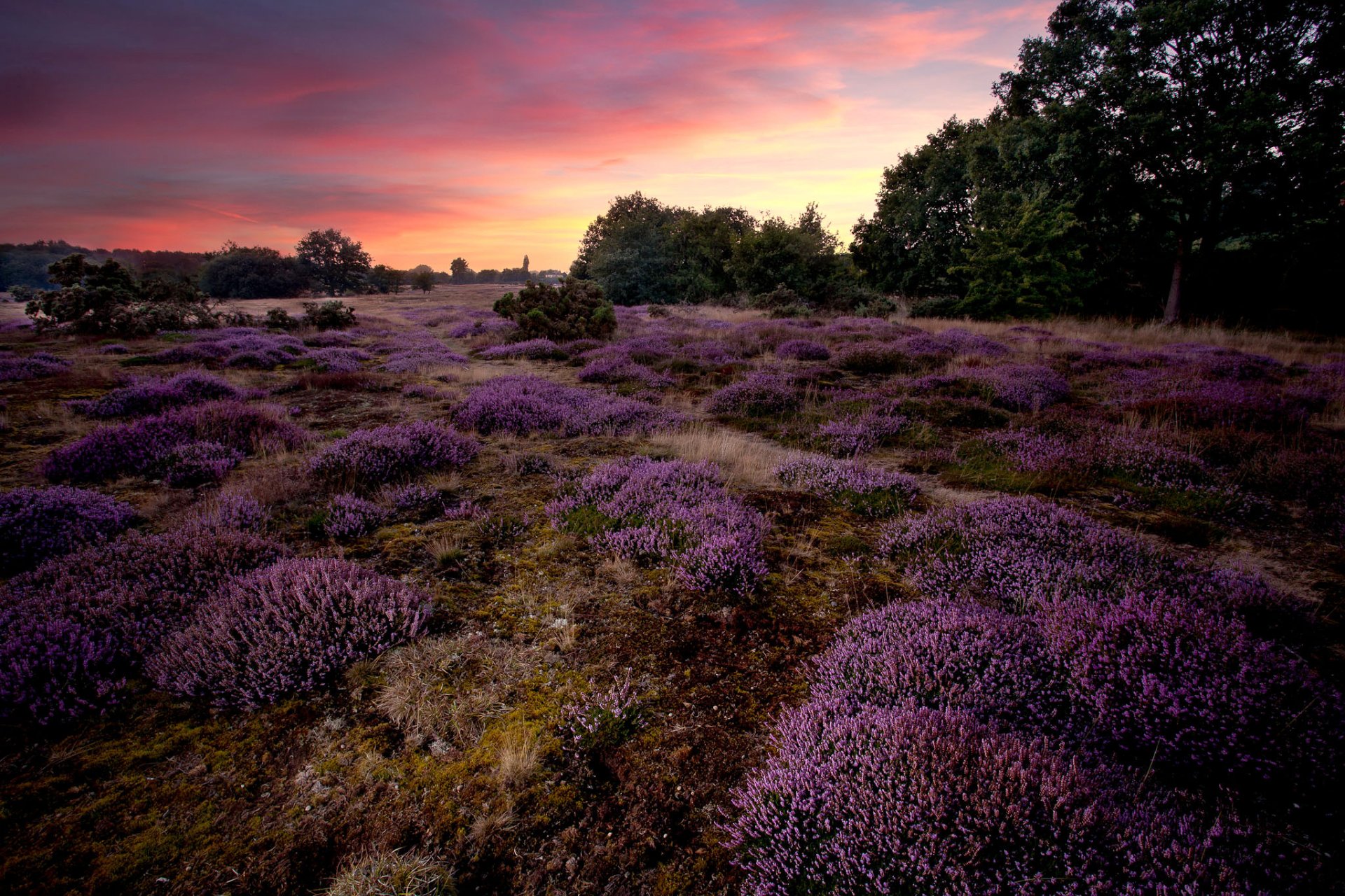 inglaterra páramo brezo flores lila puesta de sol árboles naturaleza