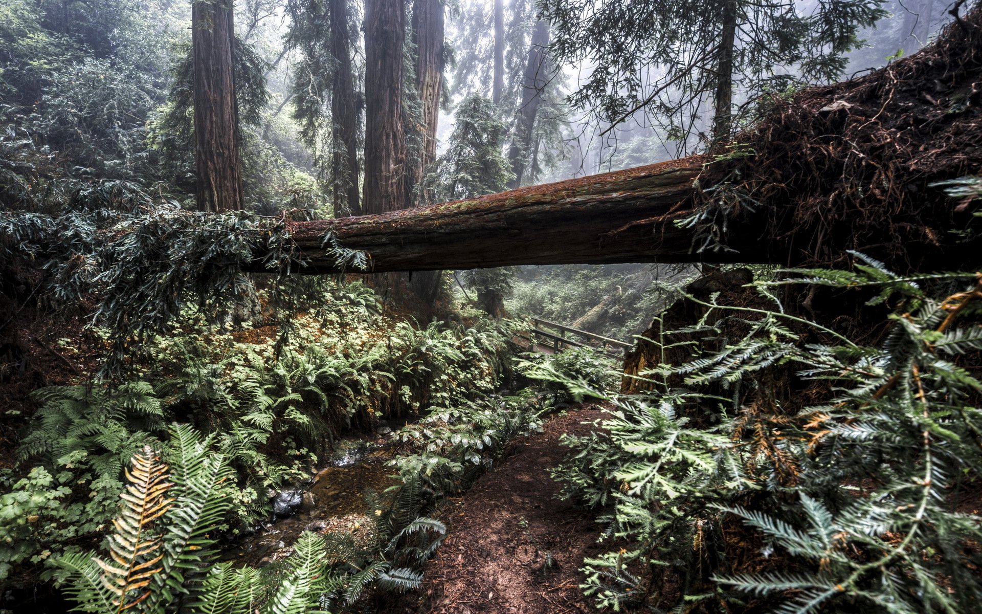 forest tree nature