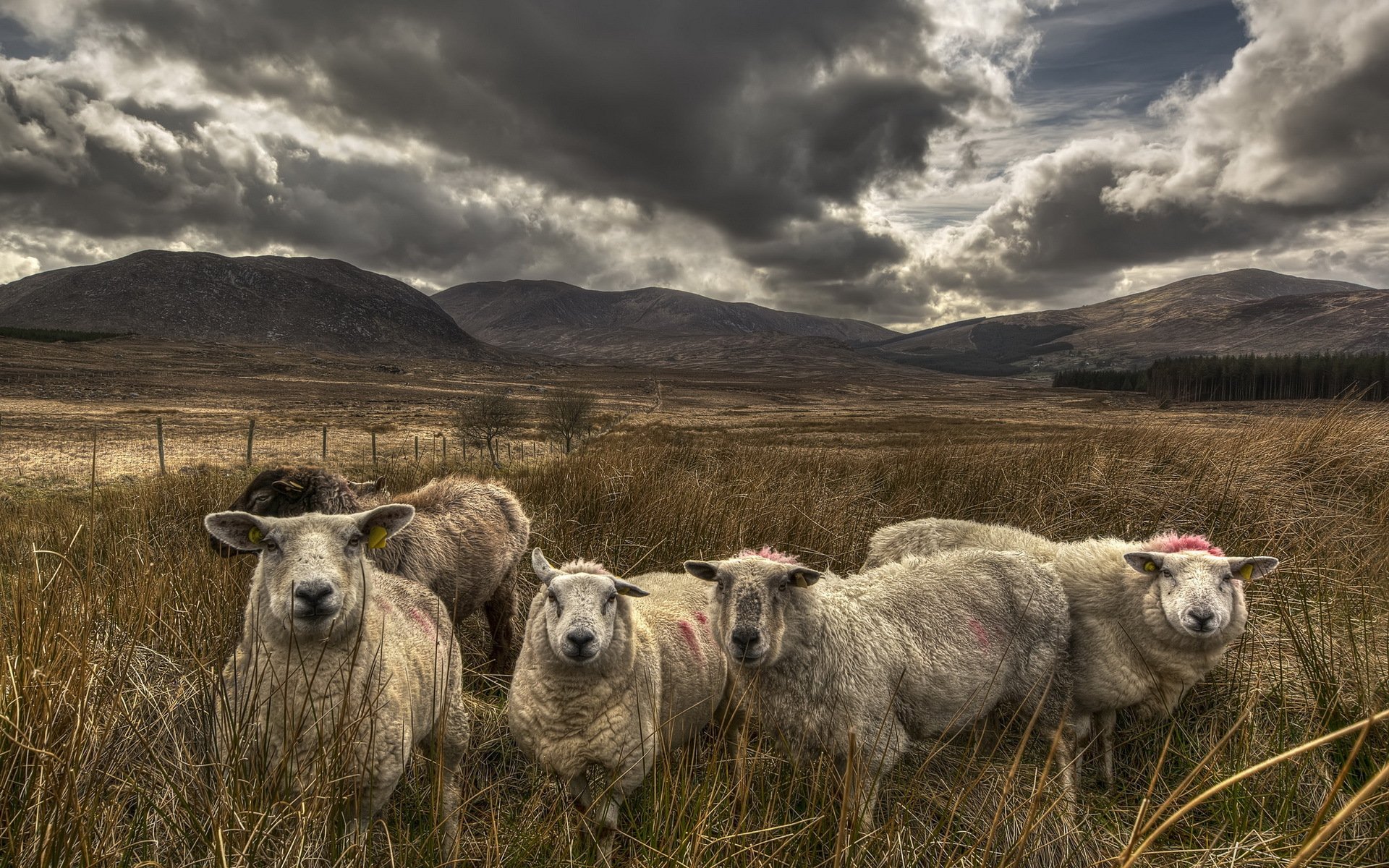 heep the field sky nature