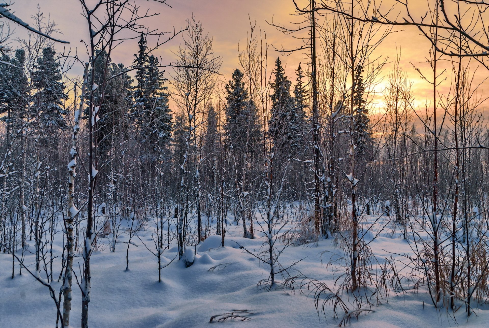 wald winter natur