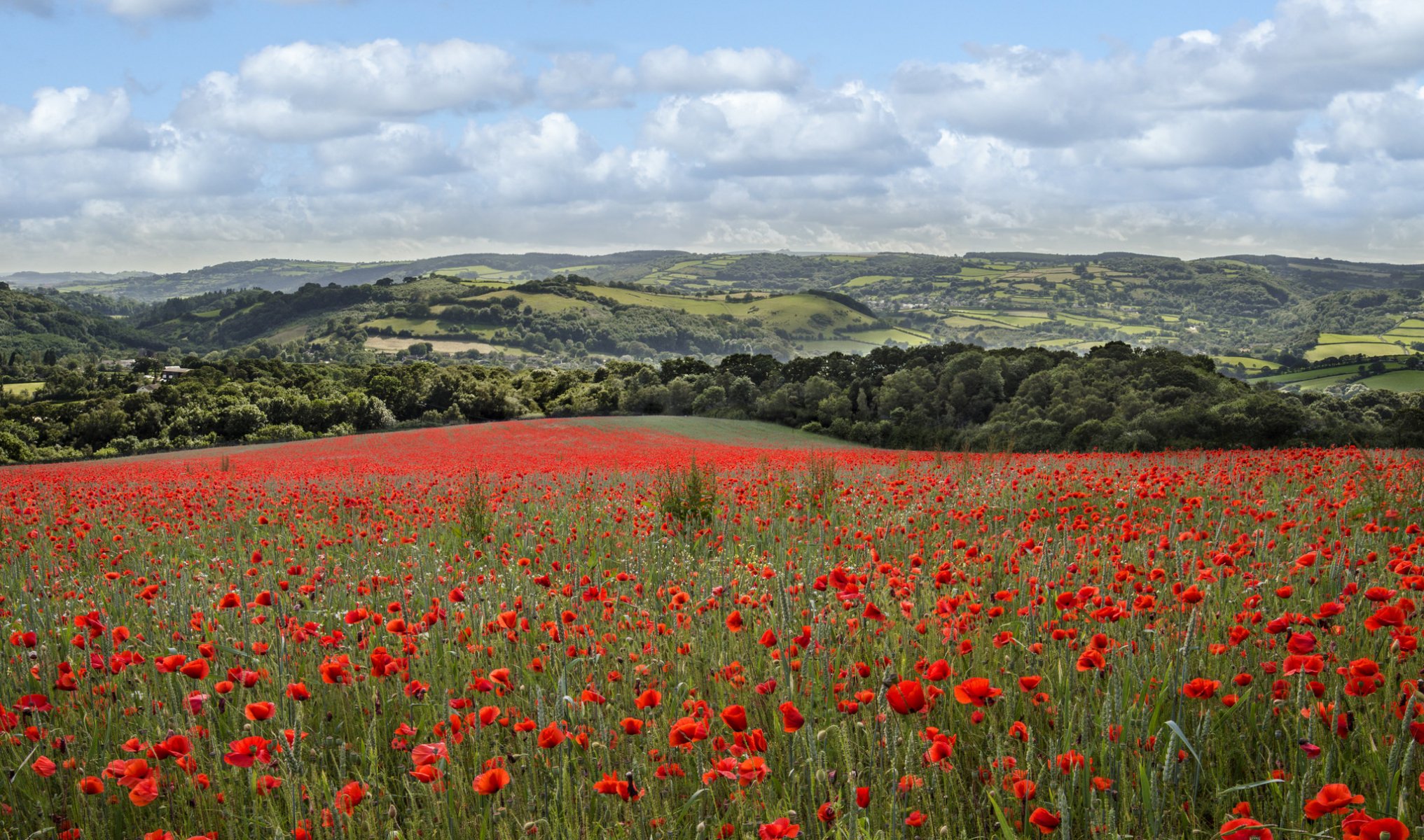 himmel wolken bäume hügel feld wiese blumen mohnblumen