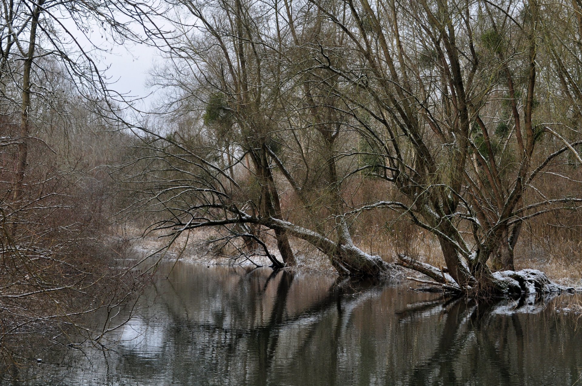 winter wald fluss