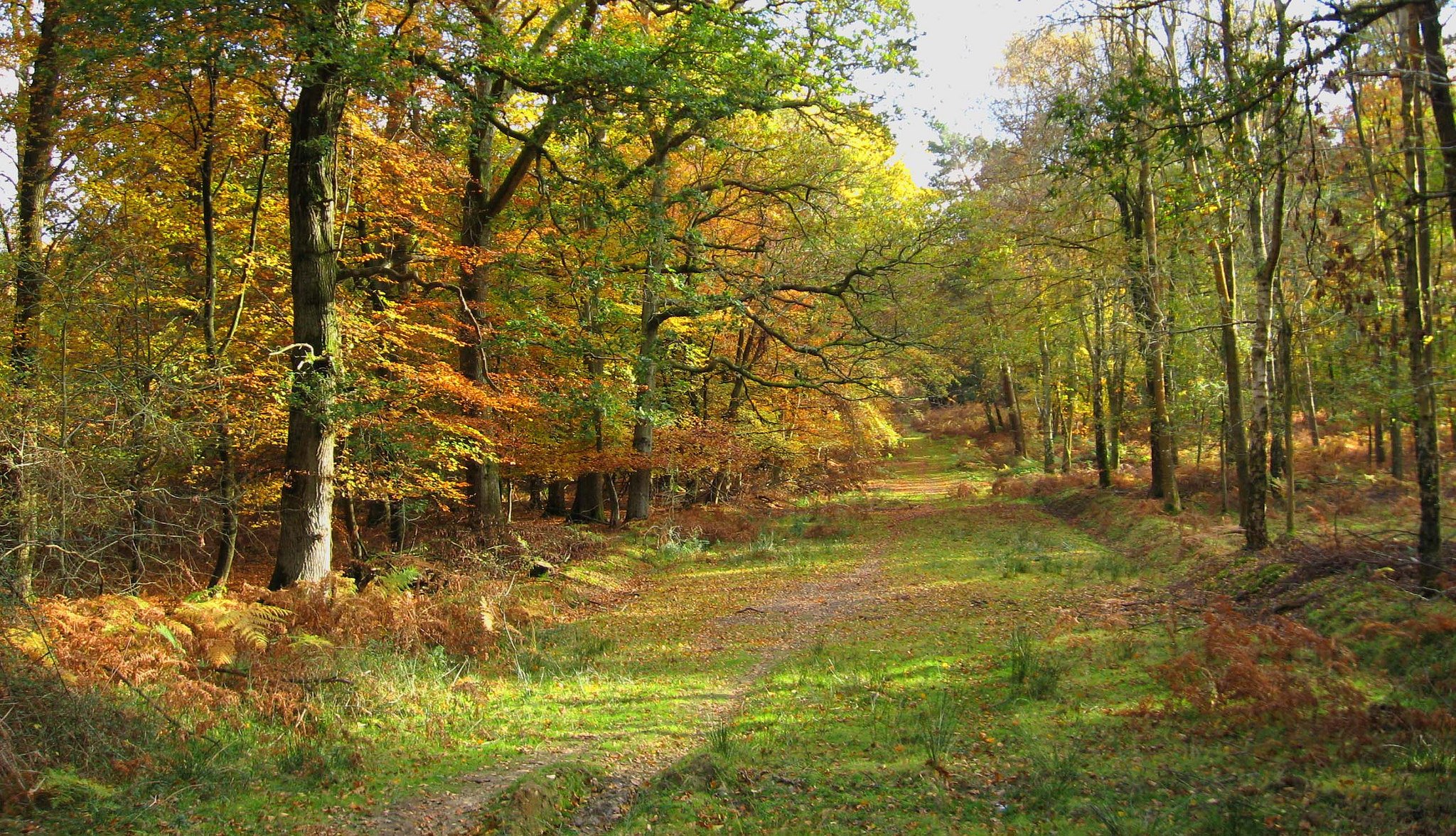 forêt arbres chemin feuilles automne