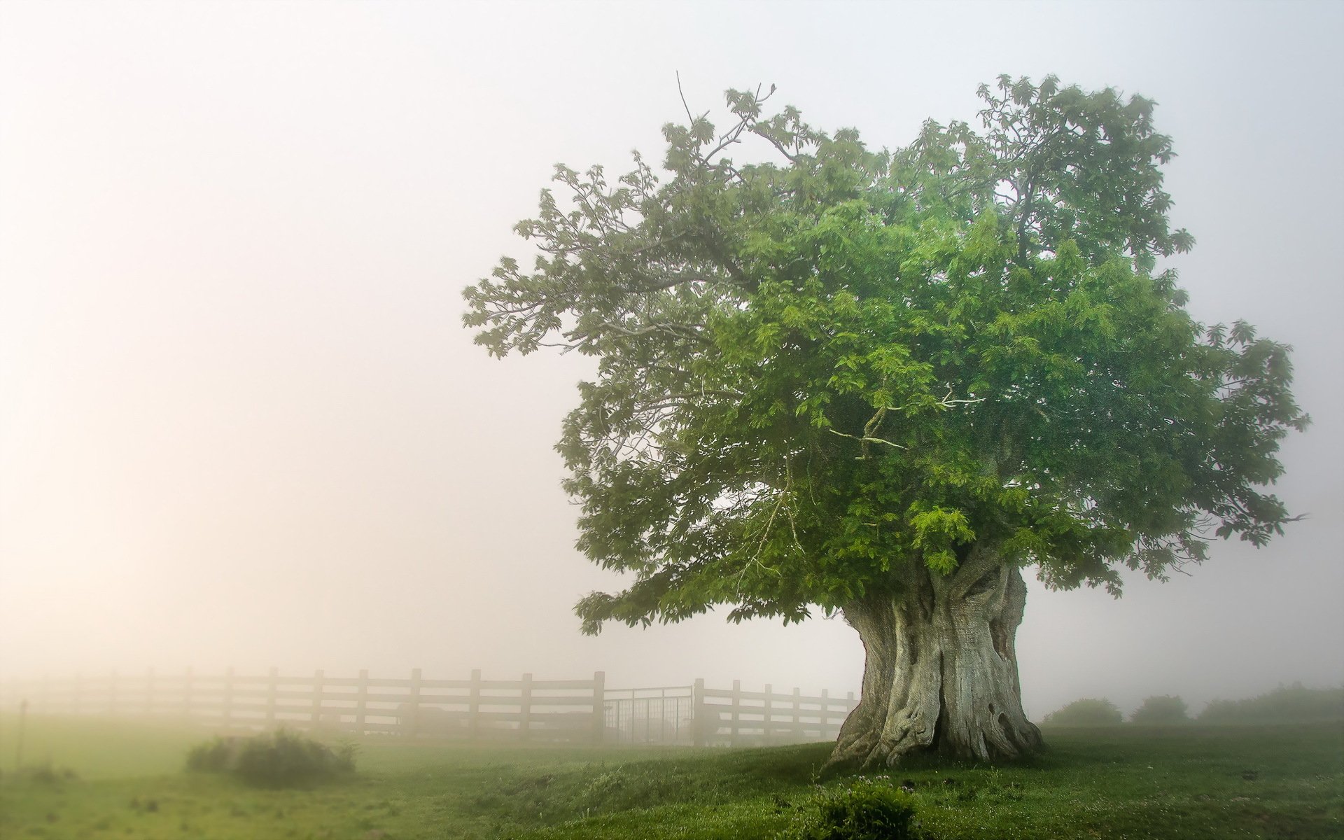 arbre champ brouillard nature