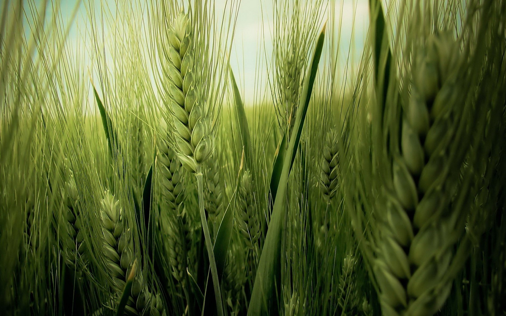 ears wheat the field