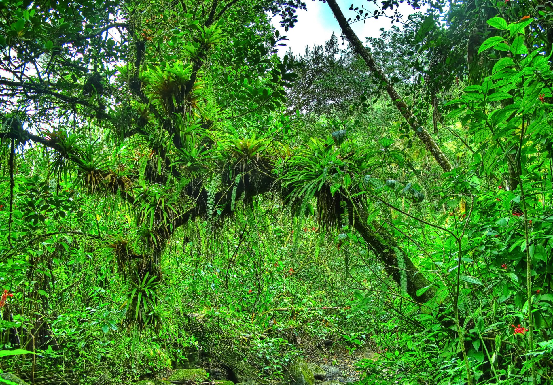 ruisseau forêt arbres jungle nature fourrés