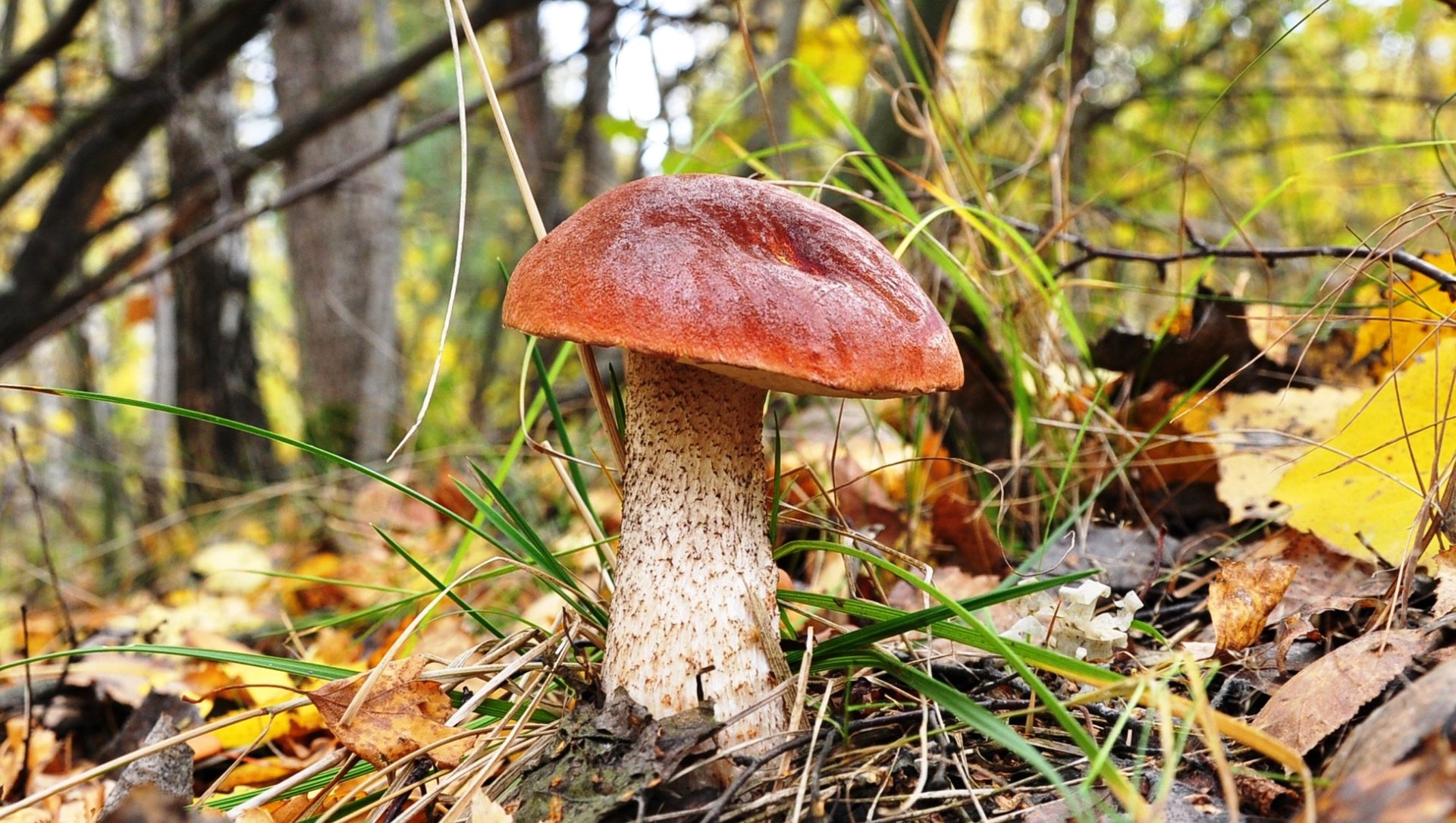 champignon blanc borovik forêt herbe gros plan