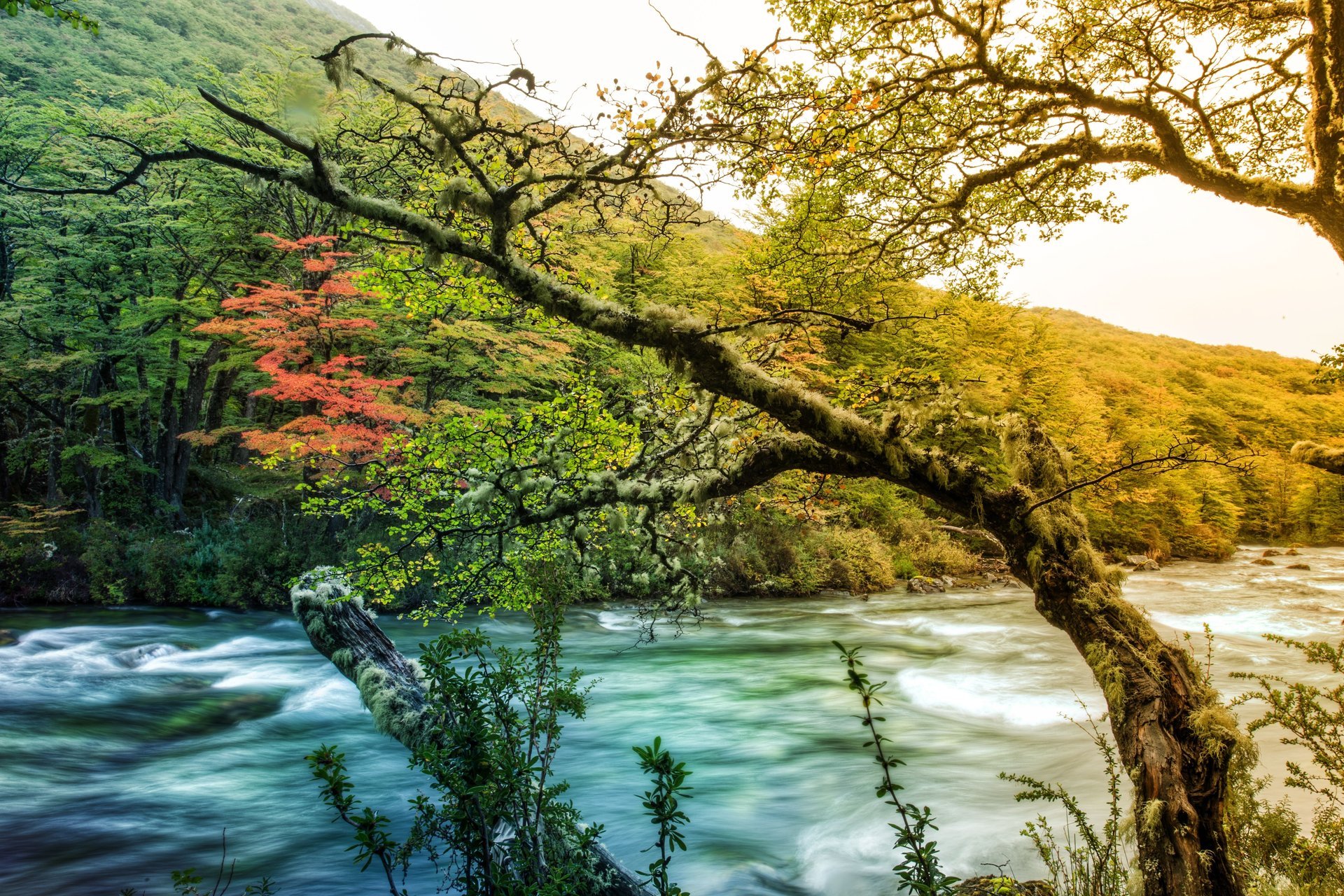 river mountain tree moss nature