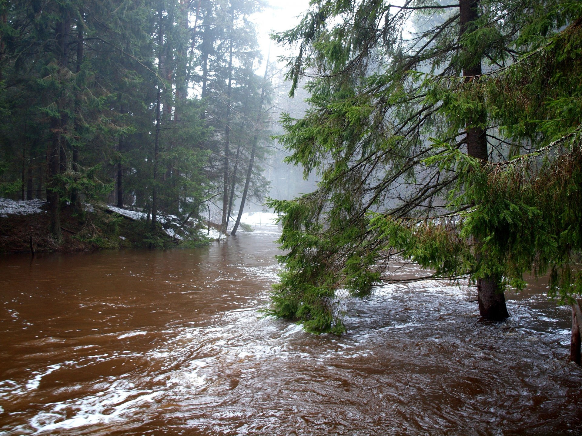 forêt rivière neige printemps déversement ruisseau arbres