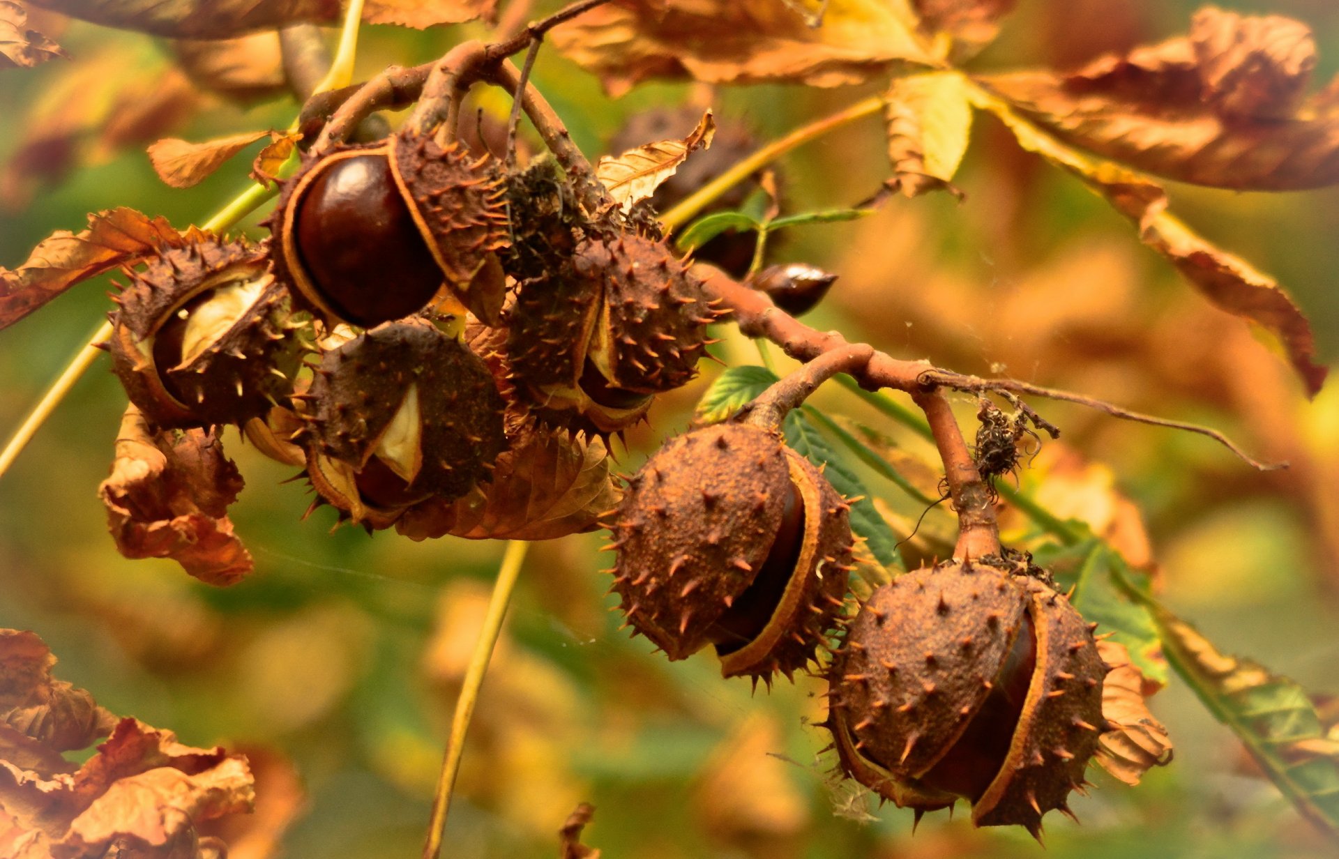 castagne autunno natura