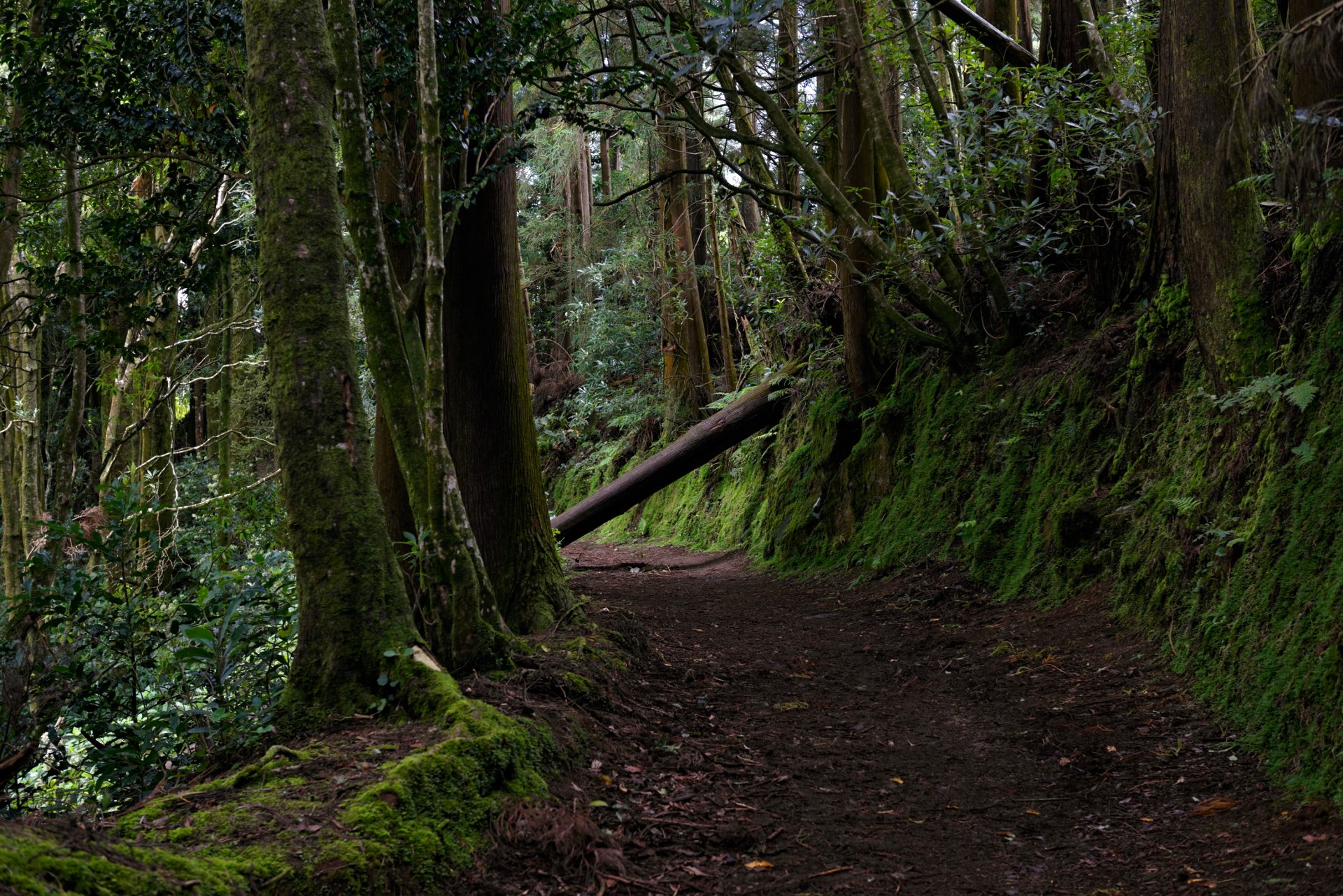 portogallo azzorre foresta alberi verde muschio sentiero