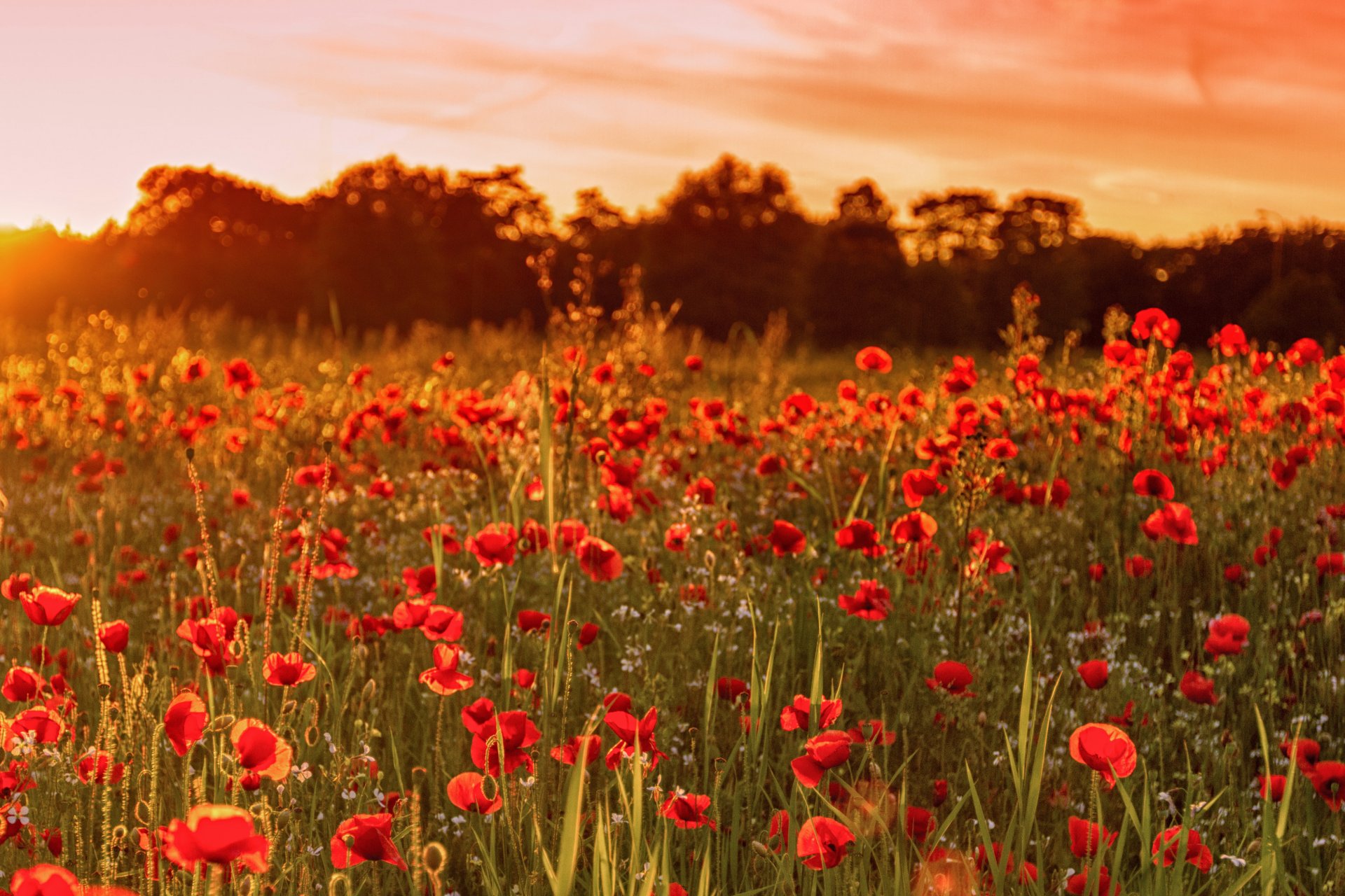 reino unido inglaterra campo amapolas flores puesta de sol verano naturaleza