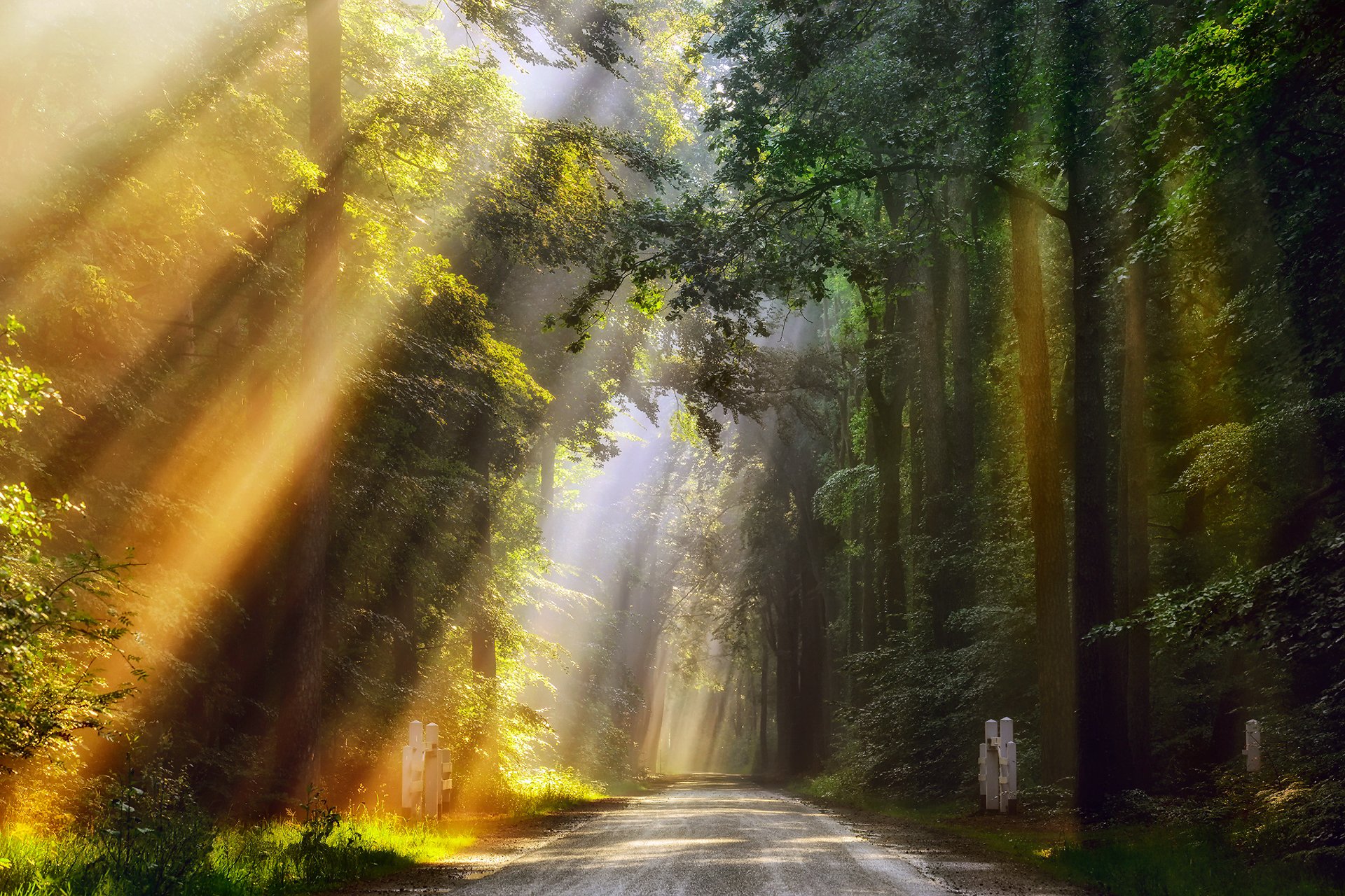 niederlande morgen sommer juni wald licht strahlen straße goldene lichter