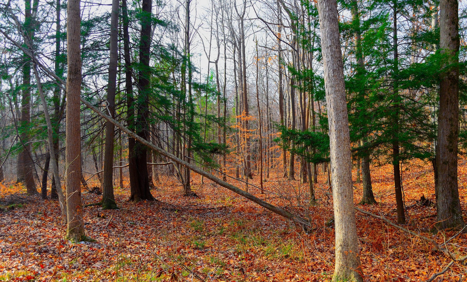 bosque árboles hojas otoño