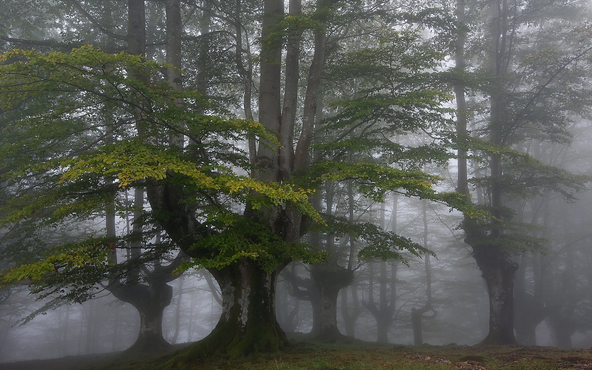 bosque niebla naturaleza paisaje