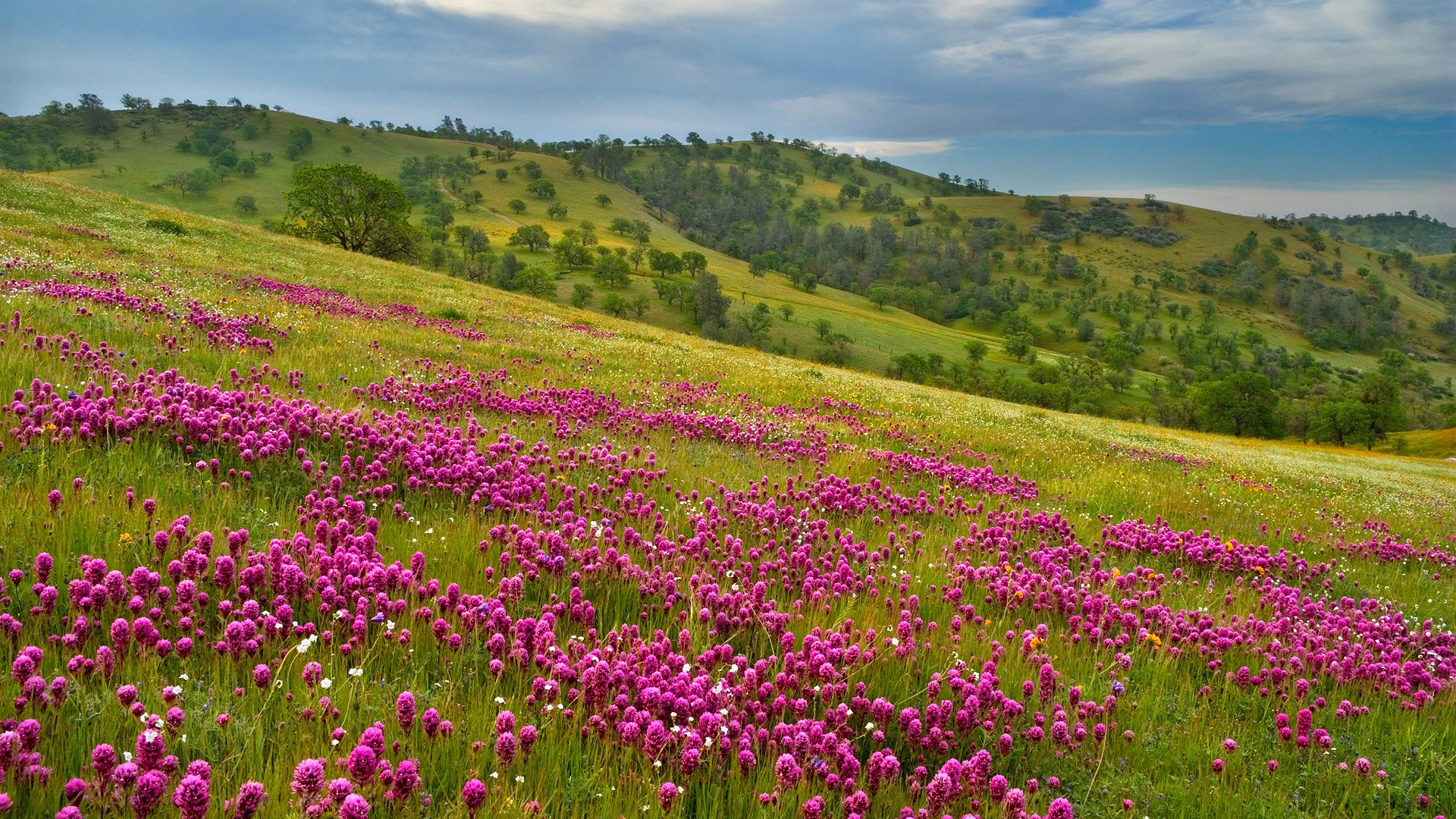 ciel montagnes pré fleurs