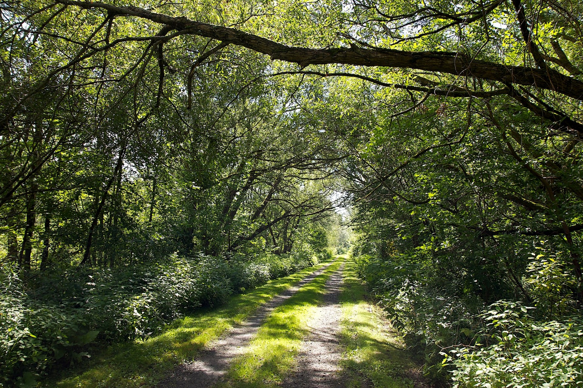 route forêt arbres feuillage lumière soleil été