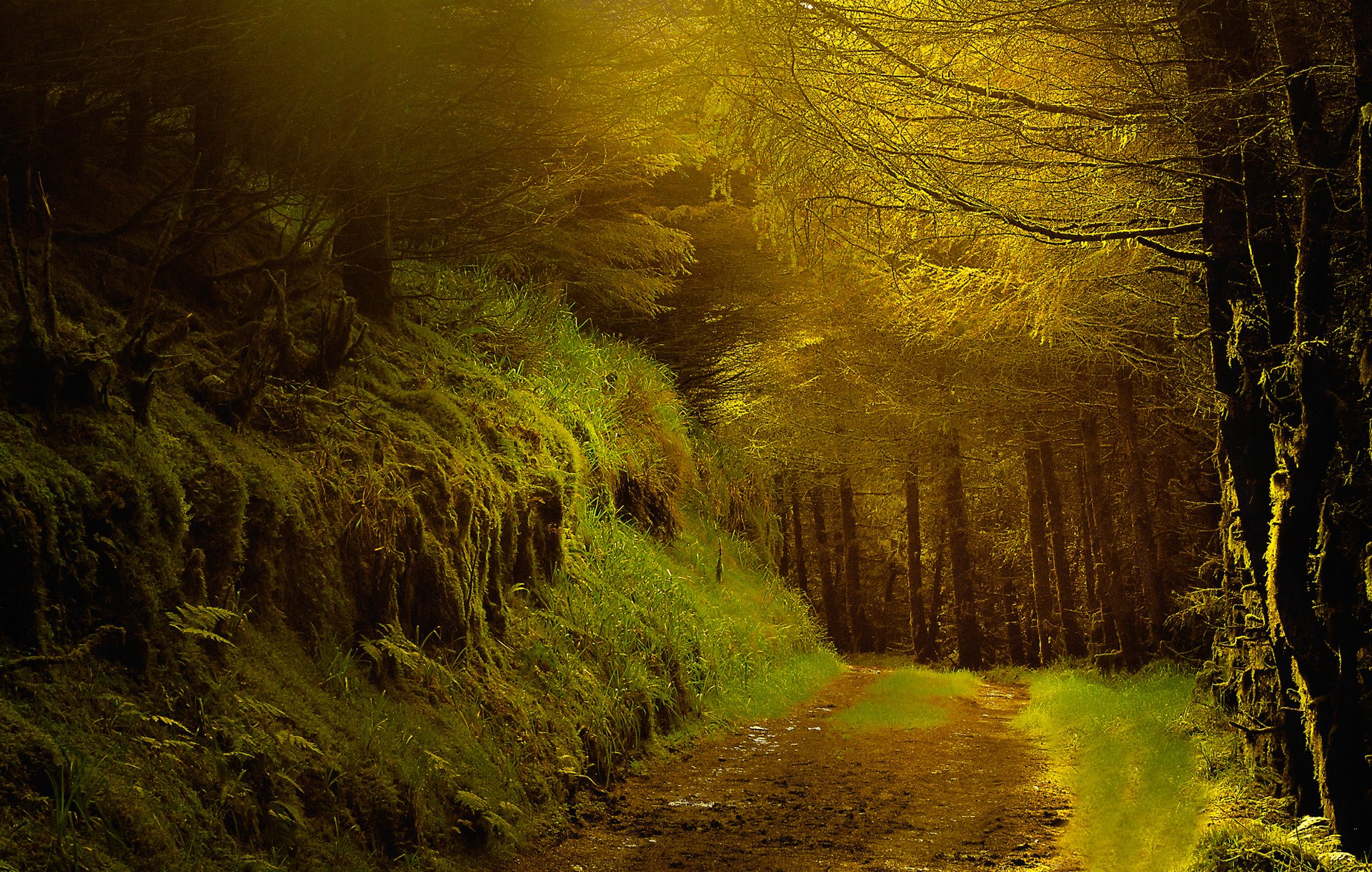 forest night road tree autumn