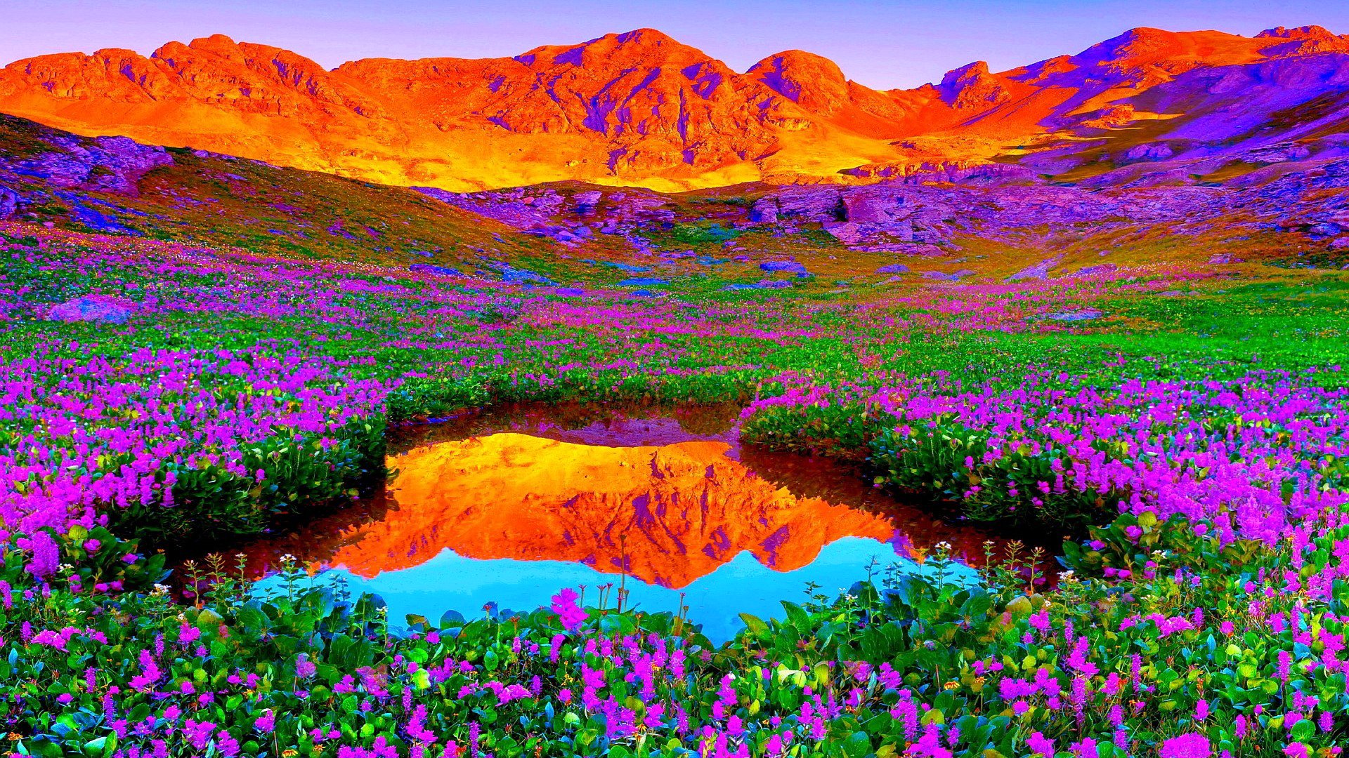 Яркие цвета природы. Индийский парк «Долина цветов». Цветущая Долина Катманду. Красивые яркие цвета. Красивые пейзажи с цветами.