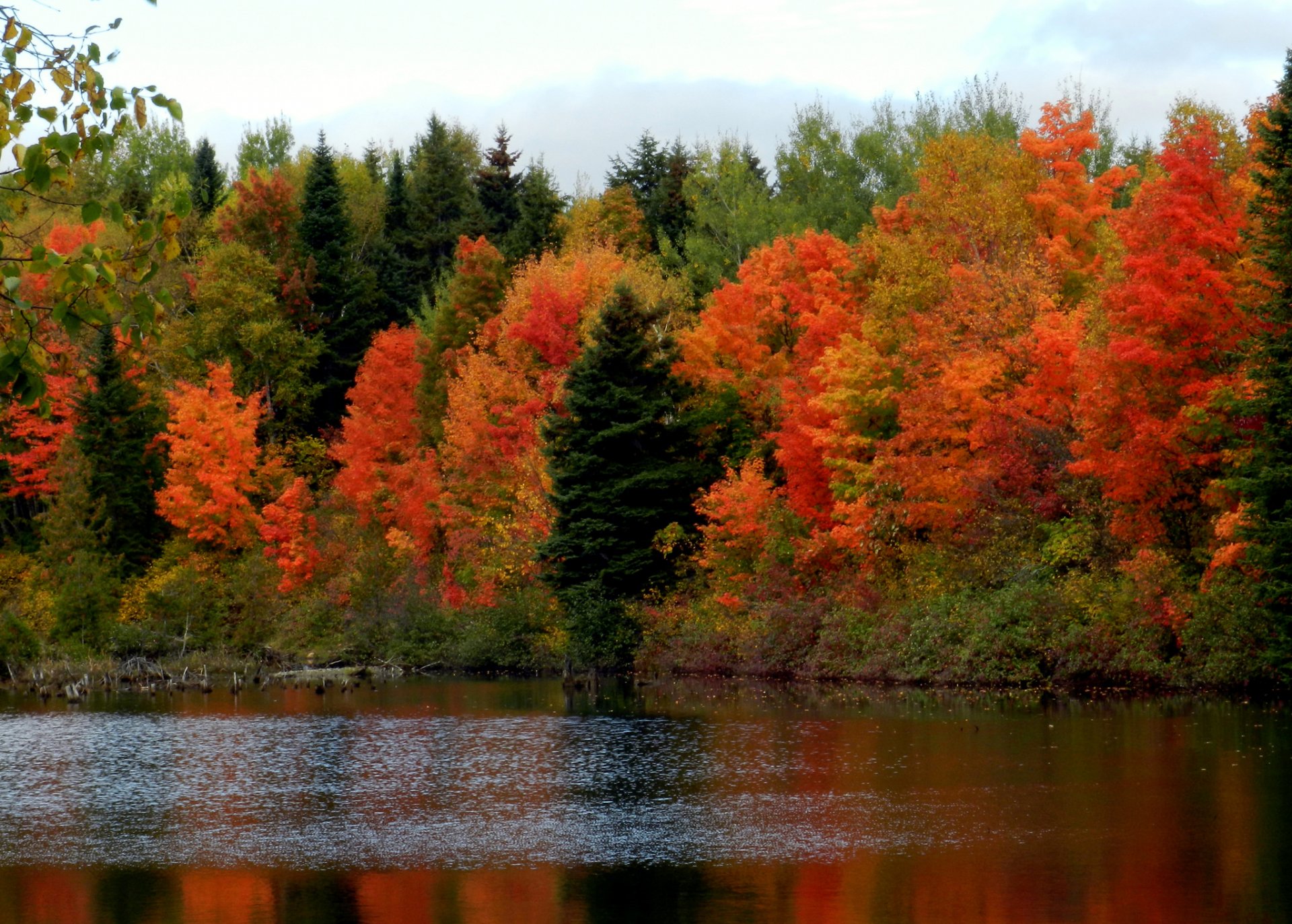 cielo foresta fiume alberi autunno