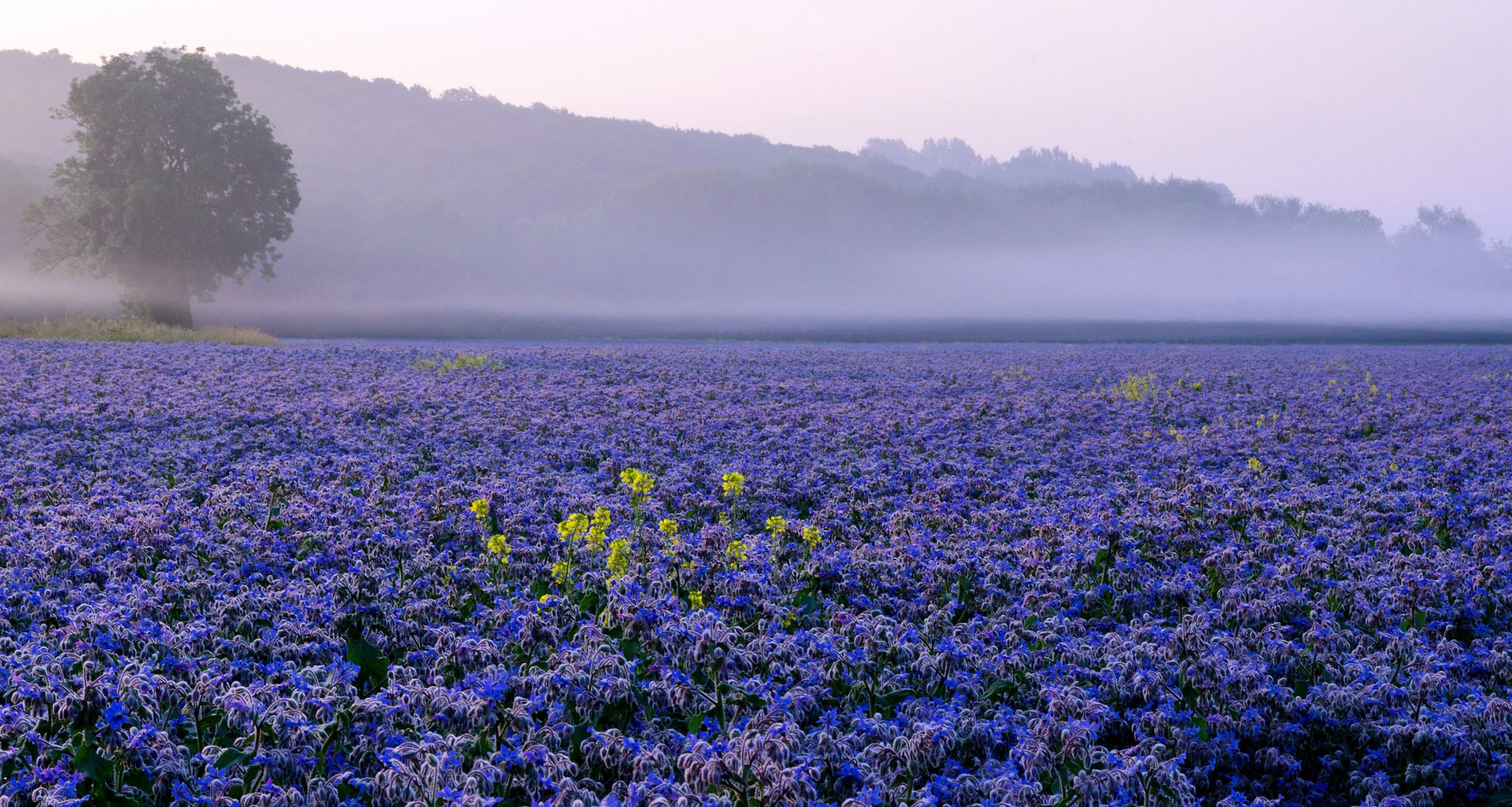 himmel hügel nebel bäume feld plantage blumen