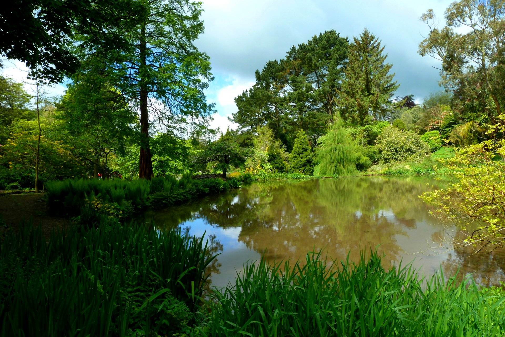 foresta parco alberi lago stagno